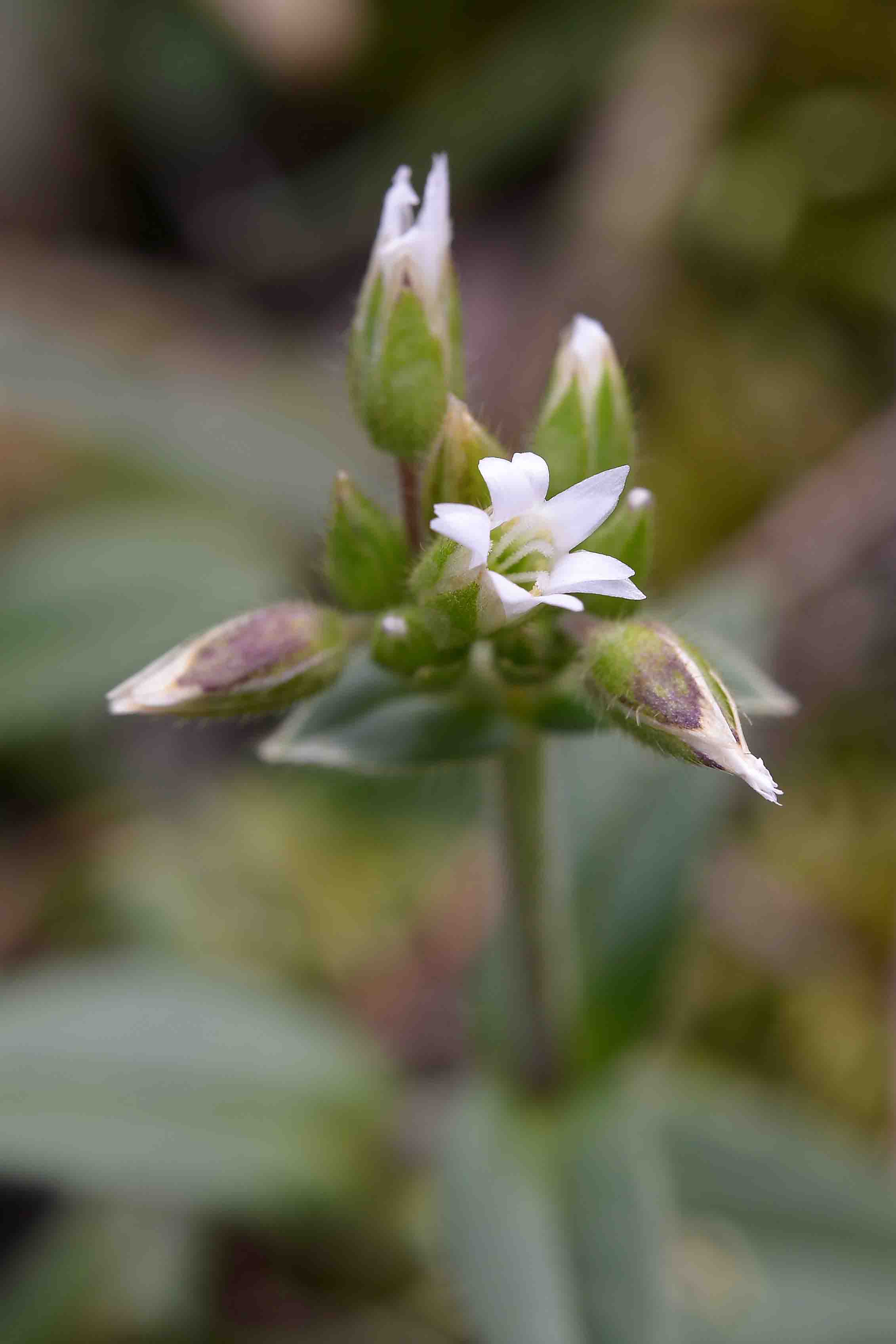 Cerastium fontanum s.l.  (Caryophyllaceae)