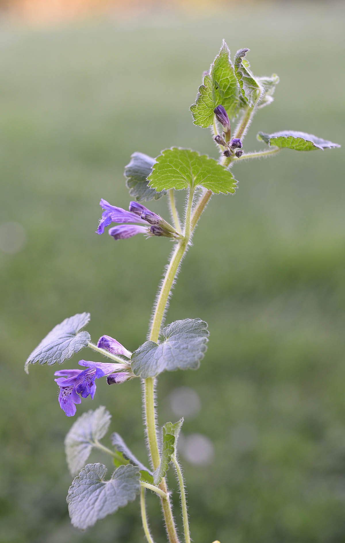 Clinopodium