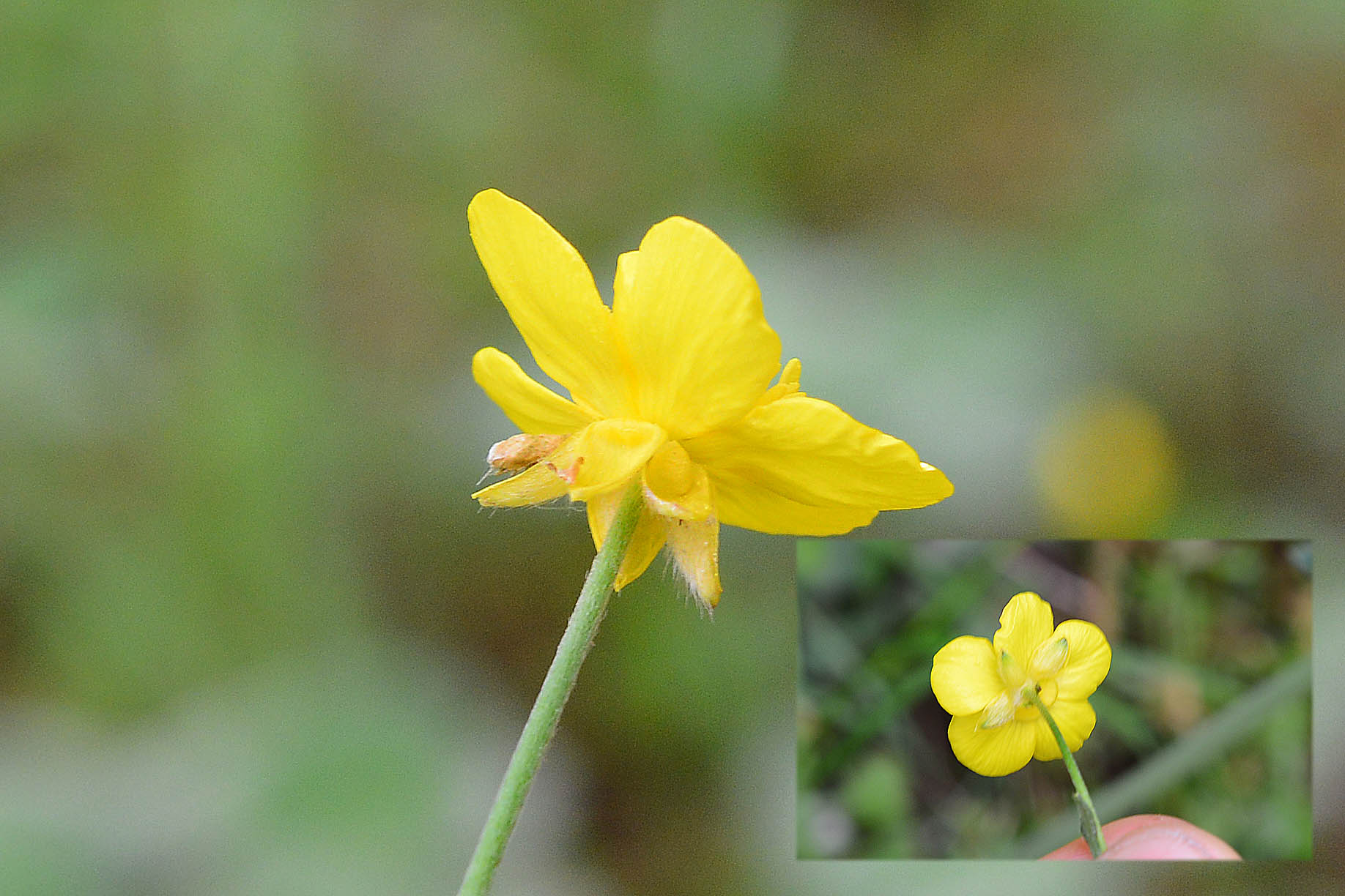 Ranunculus velutinus / Ranuncolo vellutato