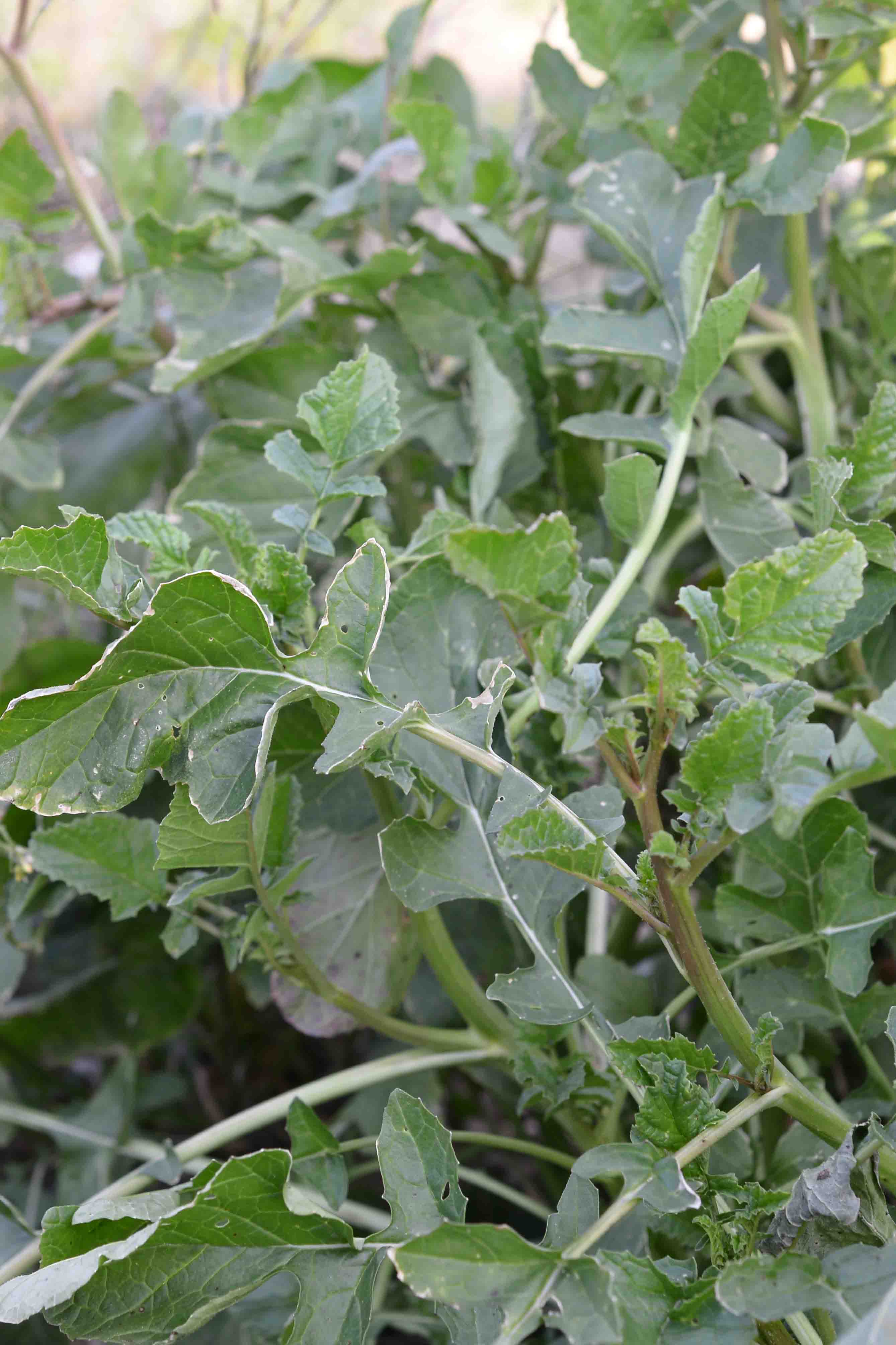 dd Brassicacea