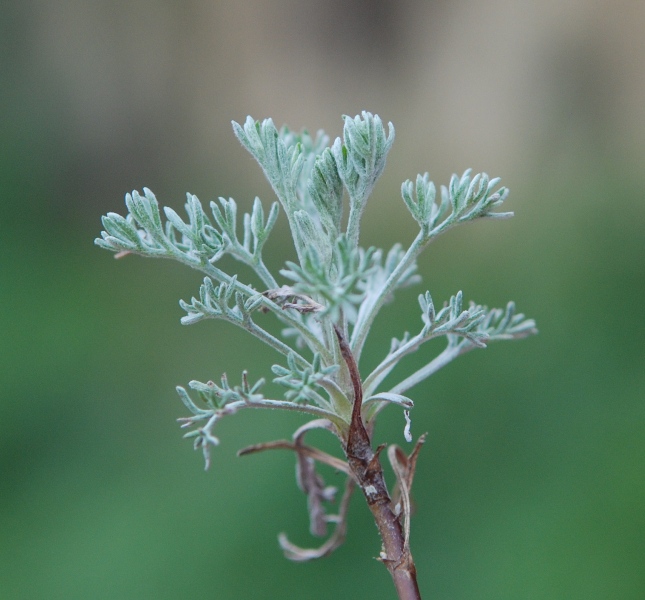 Artemisia cfr. alba