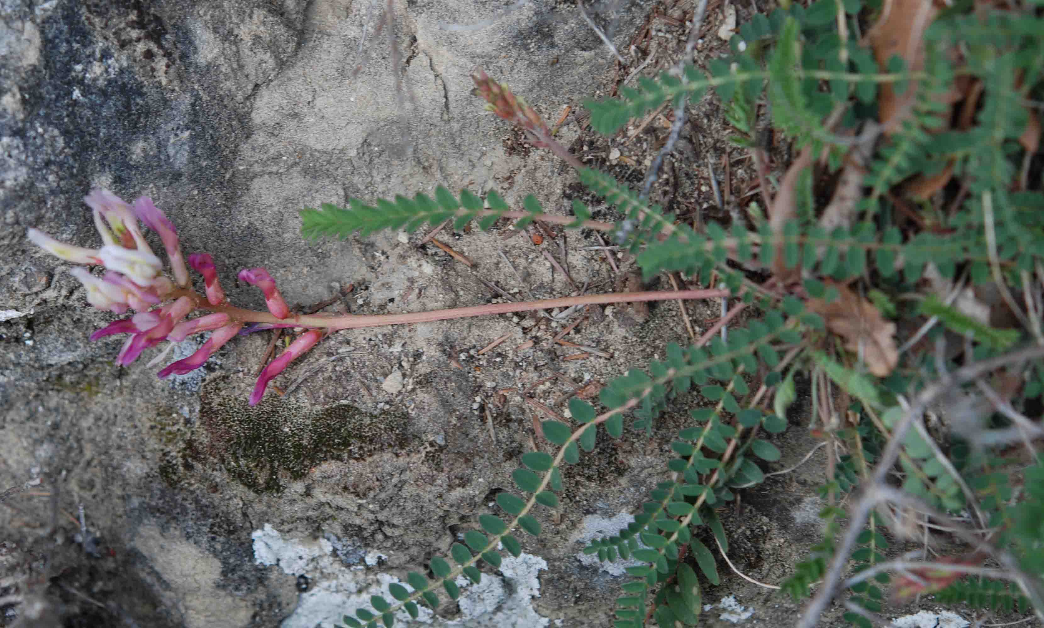 Astragalus monspessulanus / Astragalo di Montpellier