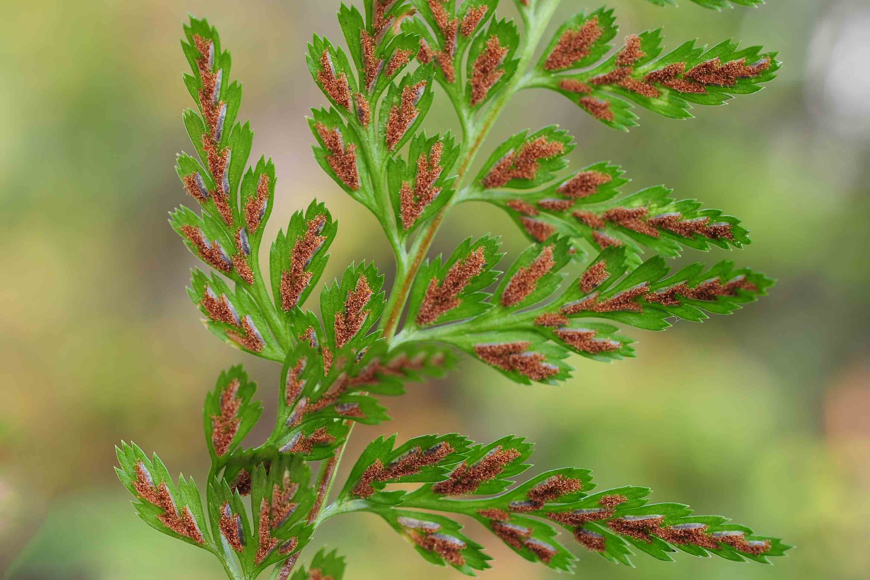 Asplenium onopteris / Asplenio maggiore