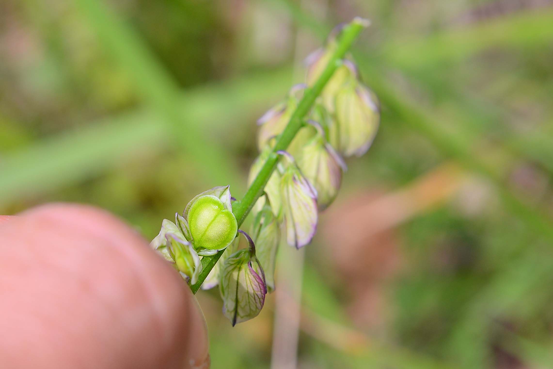 Polygala cfr. major  (Polygalaceae)