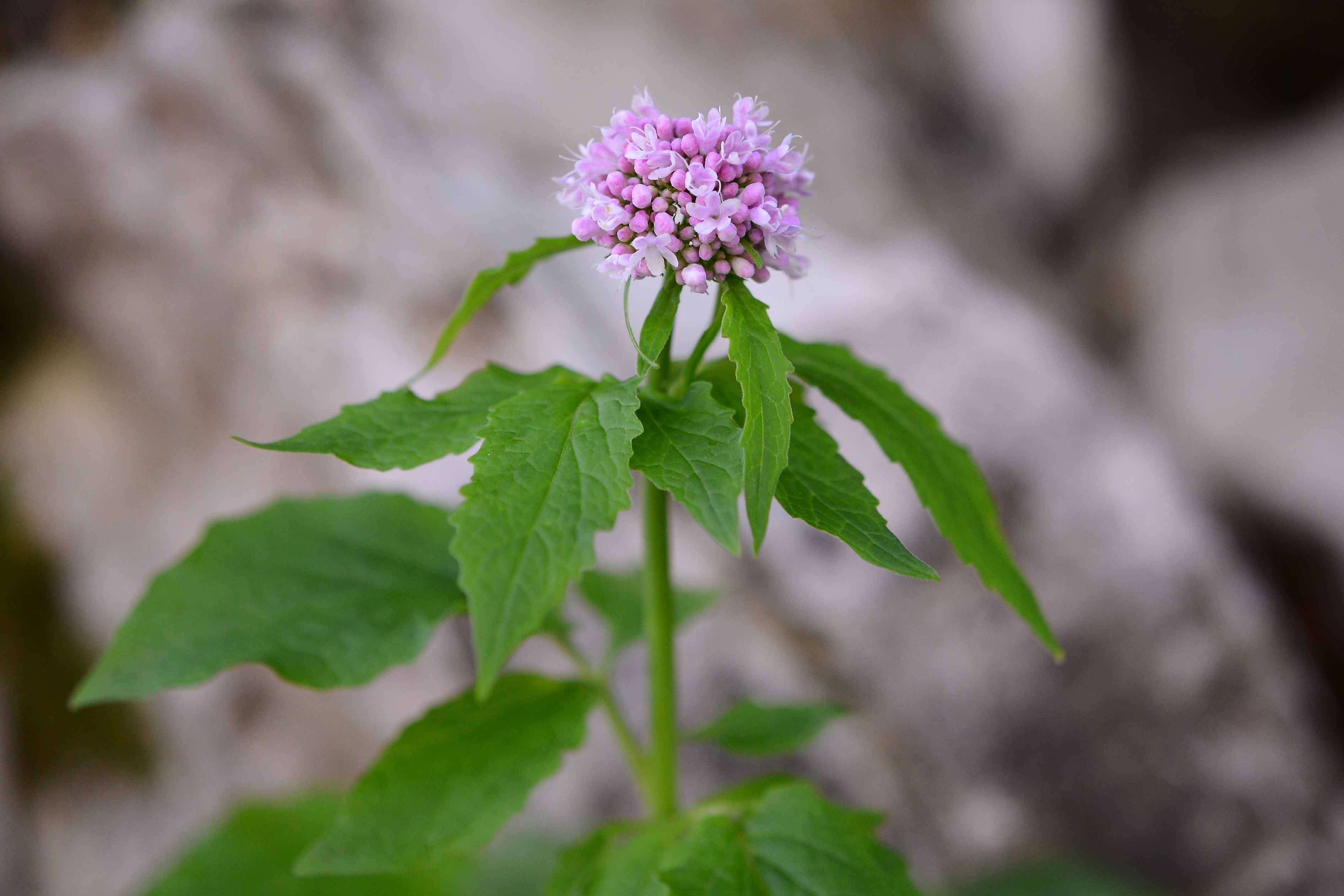 Valeriana tripteris / Valeriana trifogliata