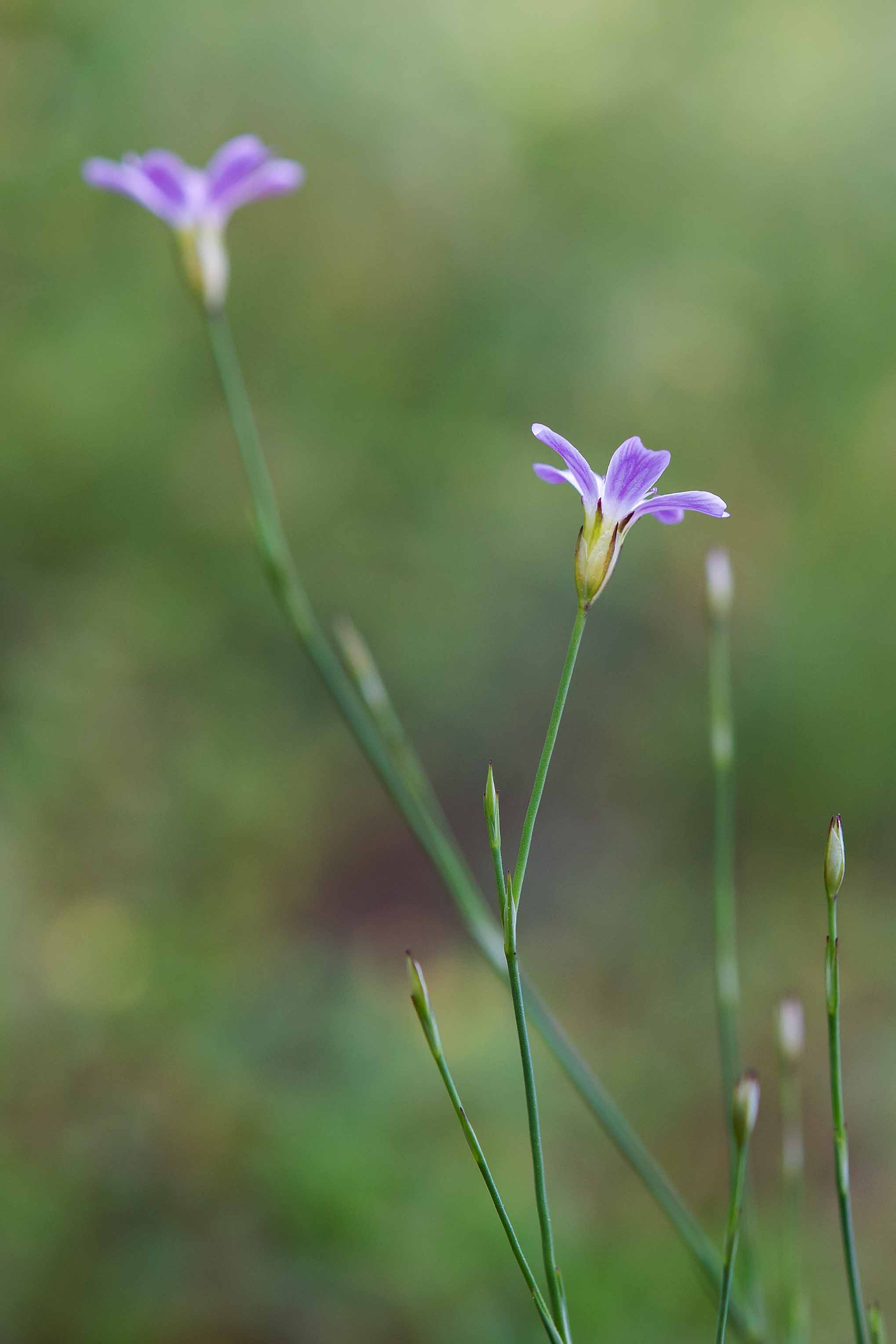 Petrorhagia saxifraga / Garofanina spaccasassi