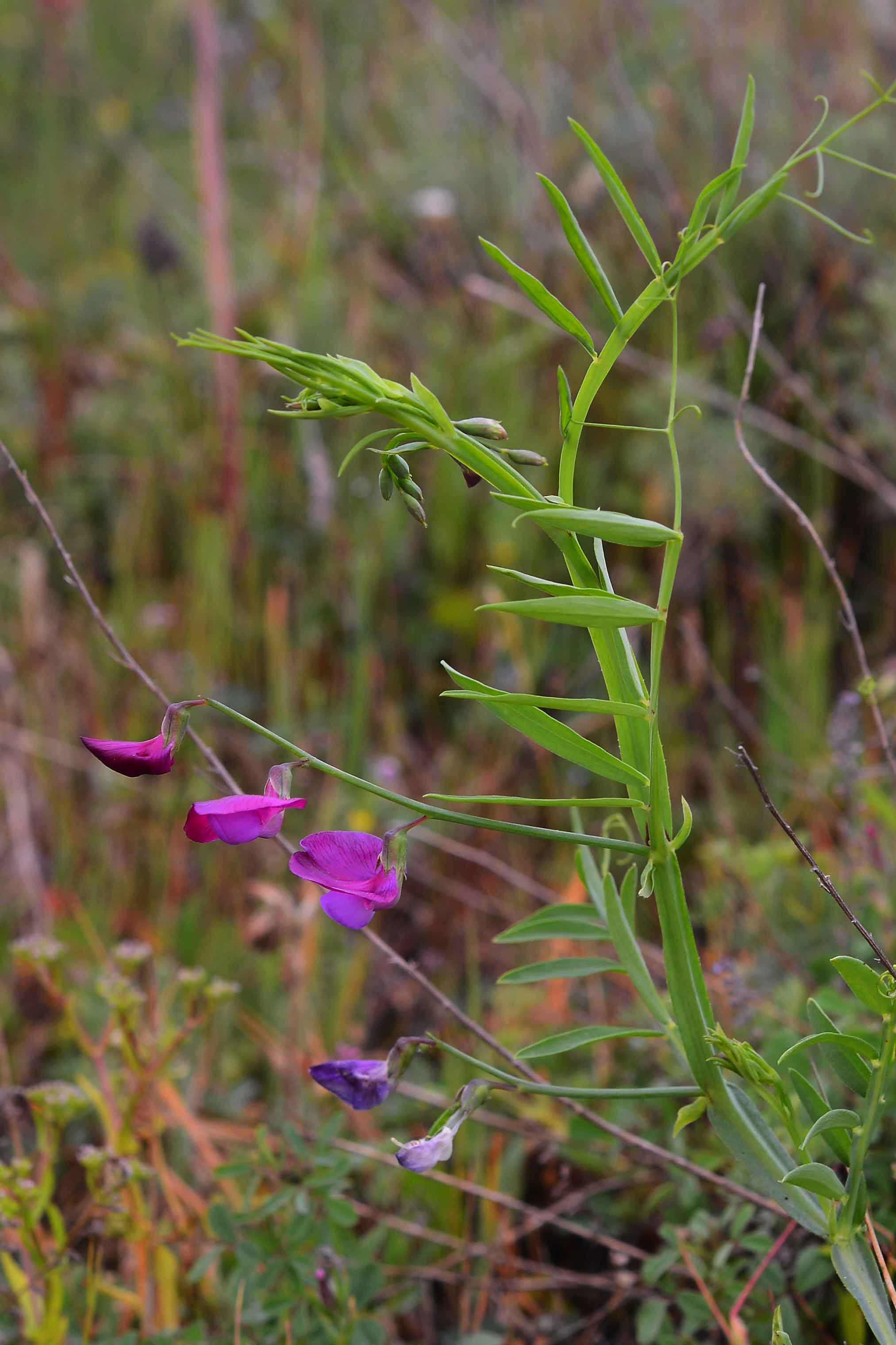 Lathyrus clymenum