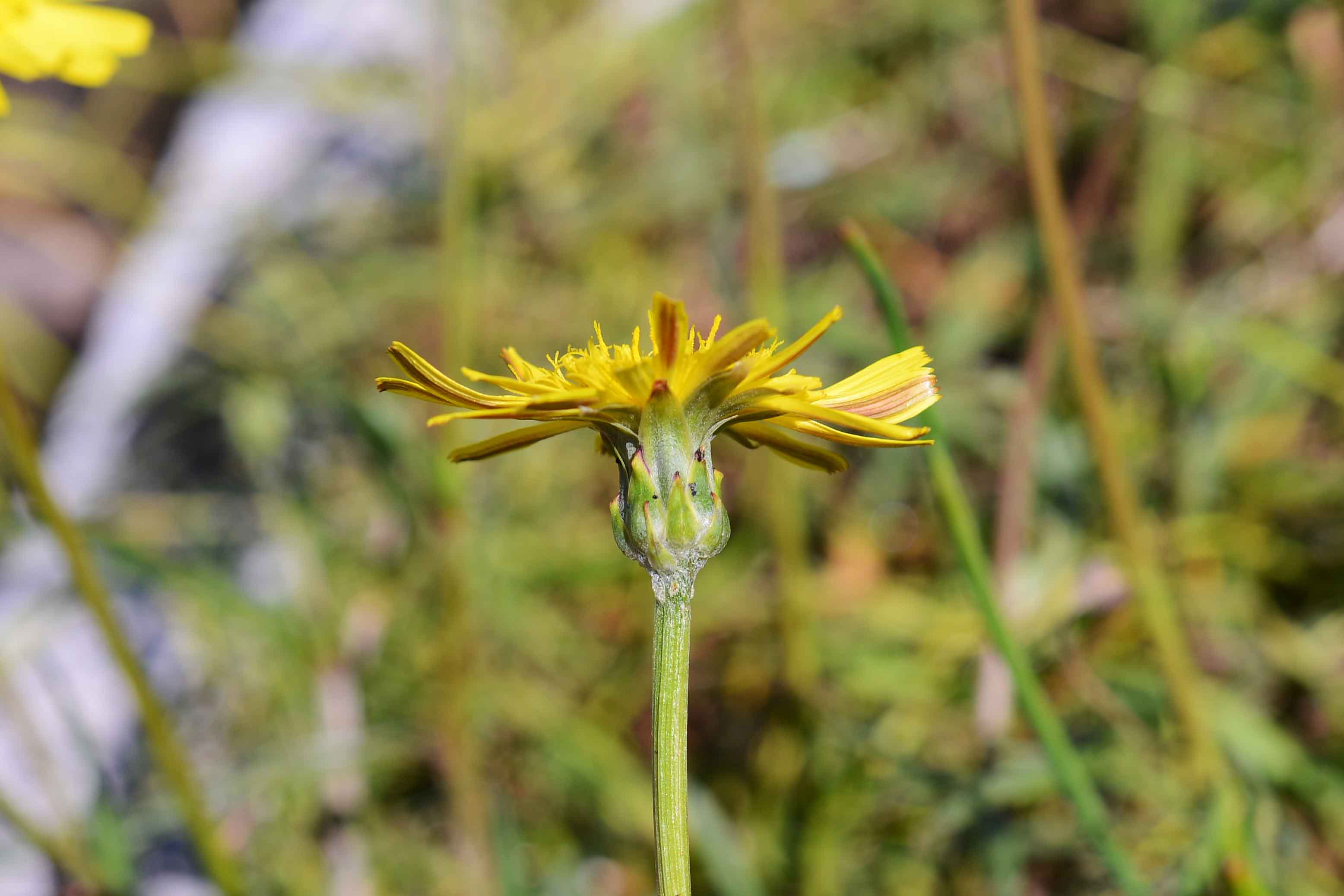 Scorzonera cana (=Podospermum canum) / Scorzanera delle argille