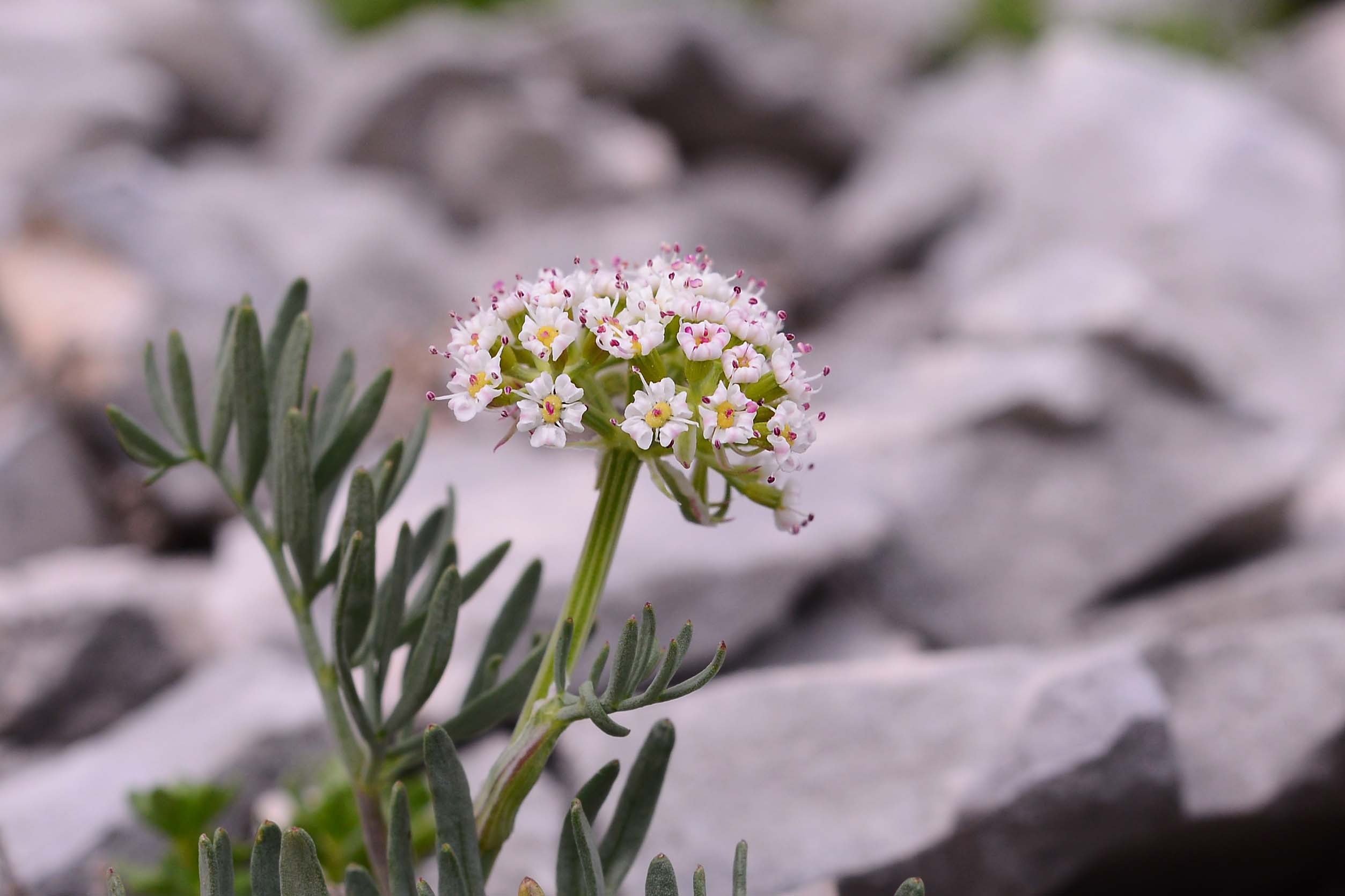 Bunium petraeum / Bulbocastano abruzzese