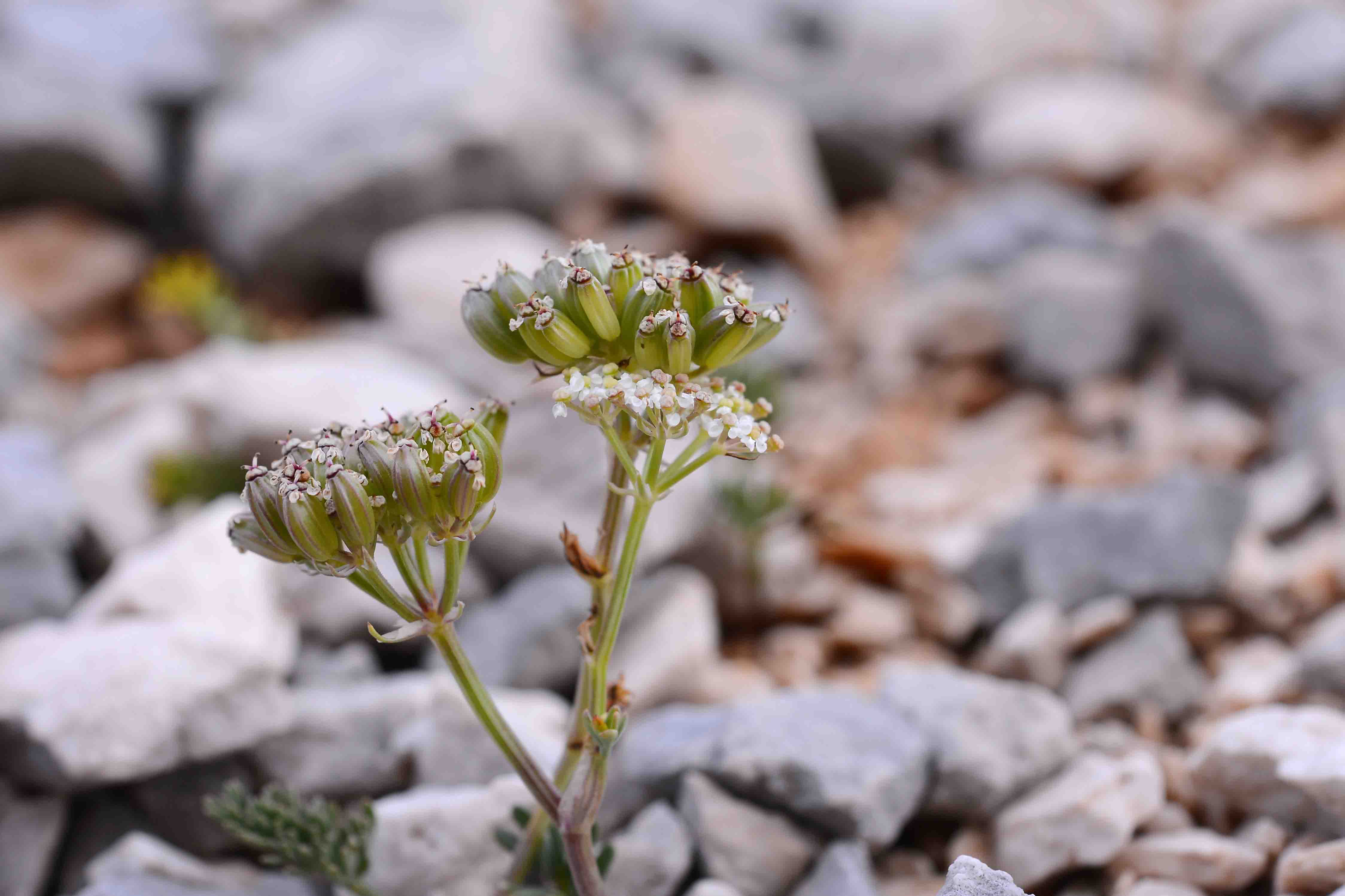 Bunium petraeum / Bulbocastano abruzzese