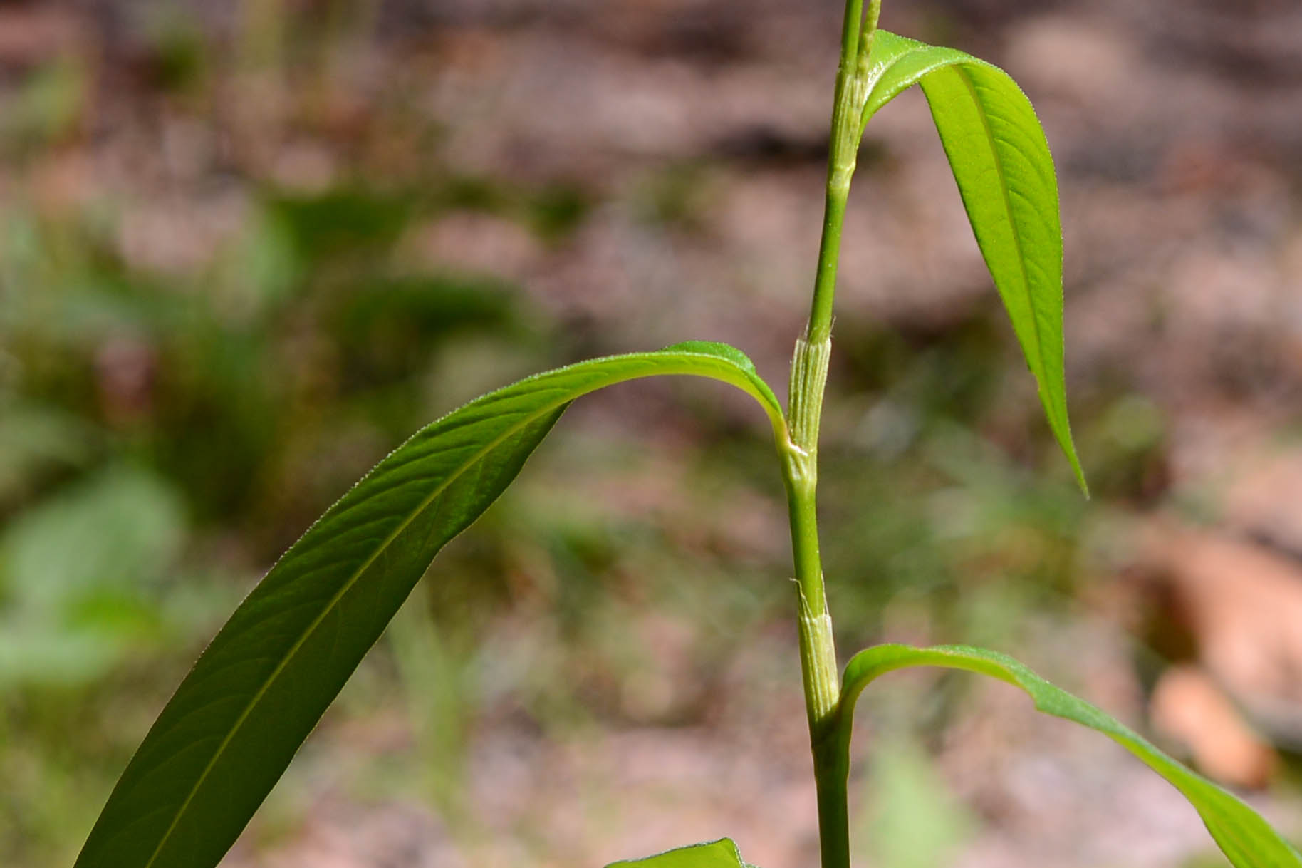 Persicaria maculosa / Poligono persicaria