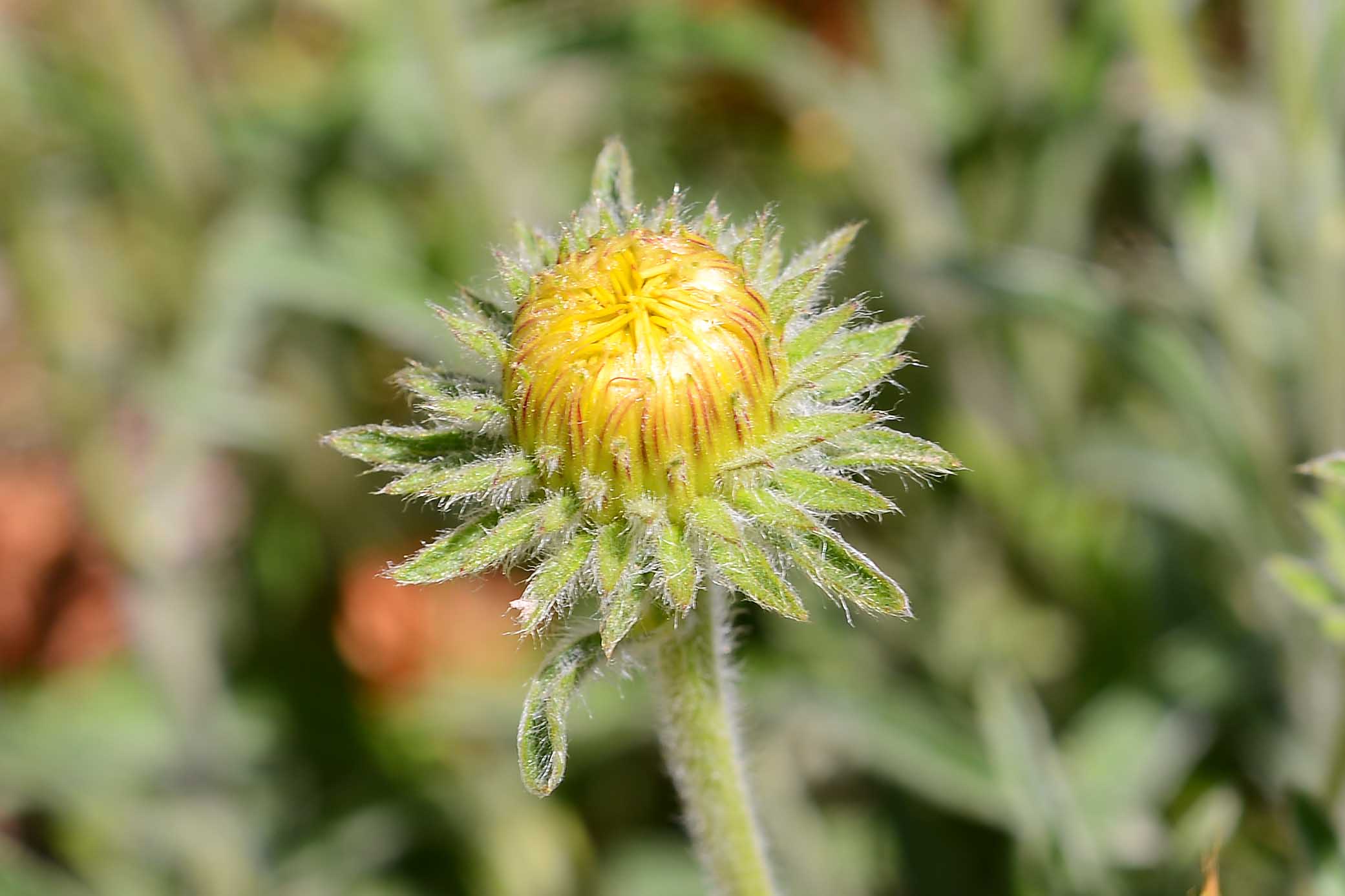 Pentanema montanum (=Inula montana) / Enula montana