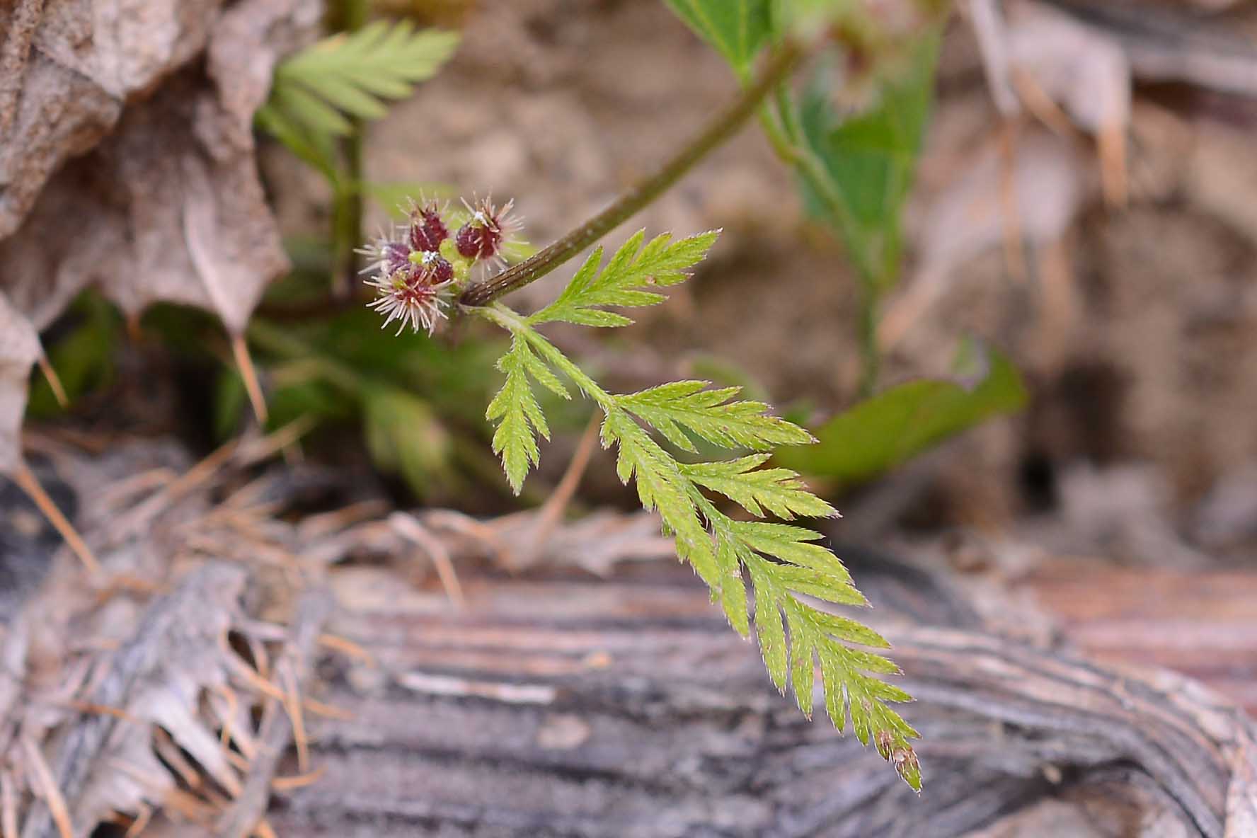 Torilis nodosa / Lappolina nodosa