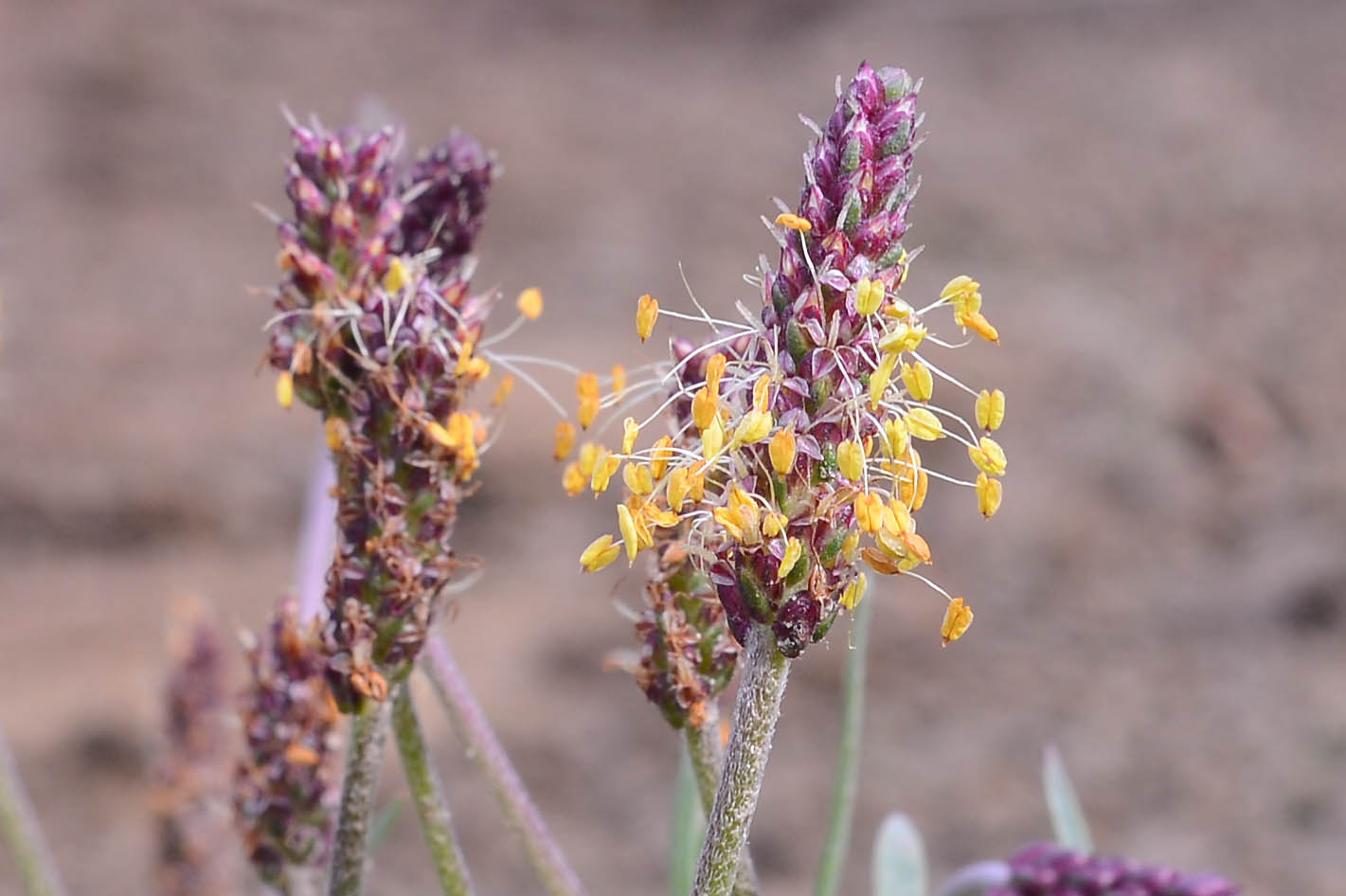 Plantago maritima subsp. serpentina