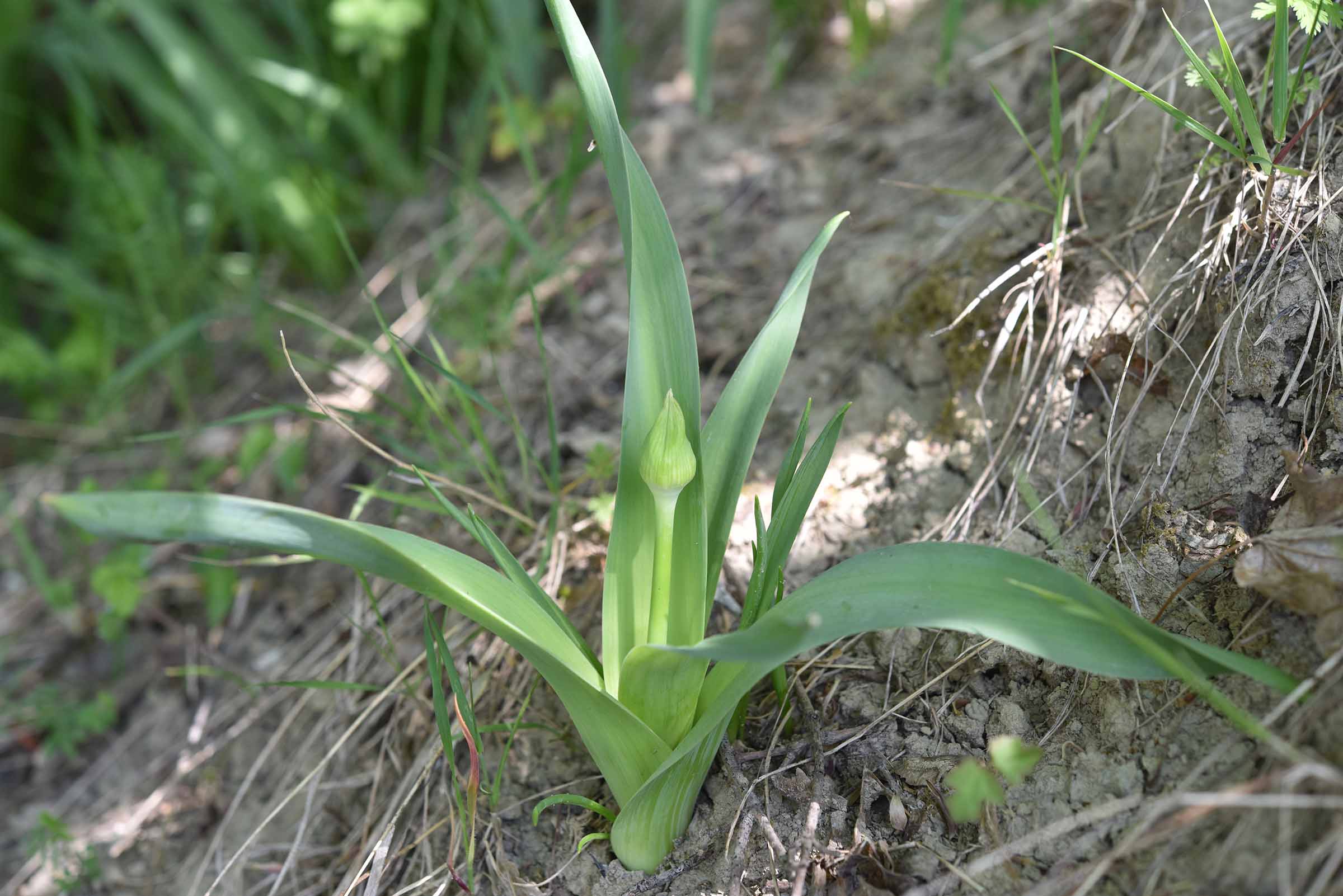 Allium nigrum