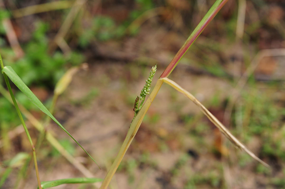 Echinochloa cfr. crus-galli