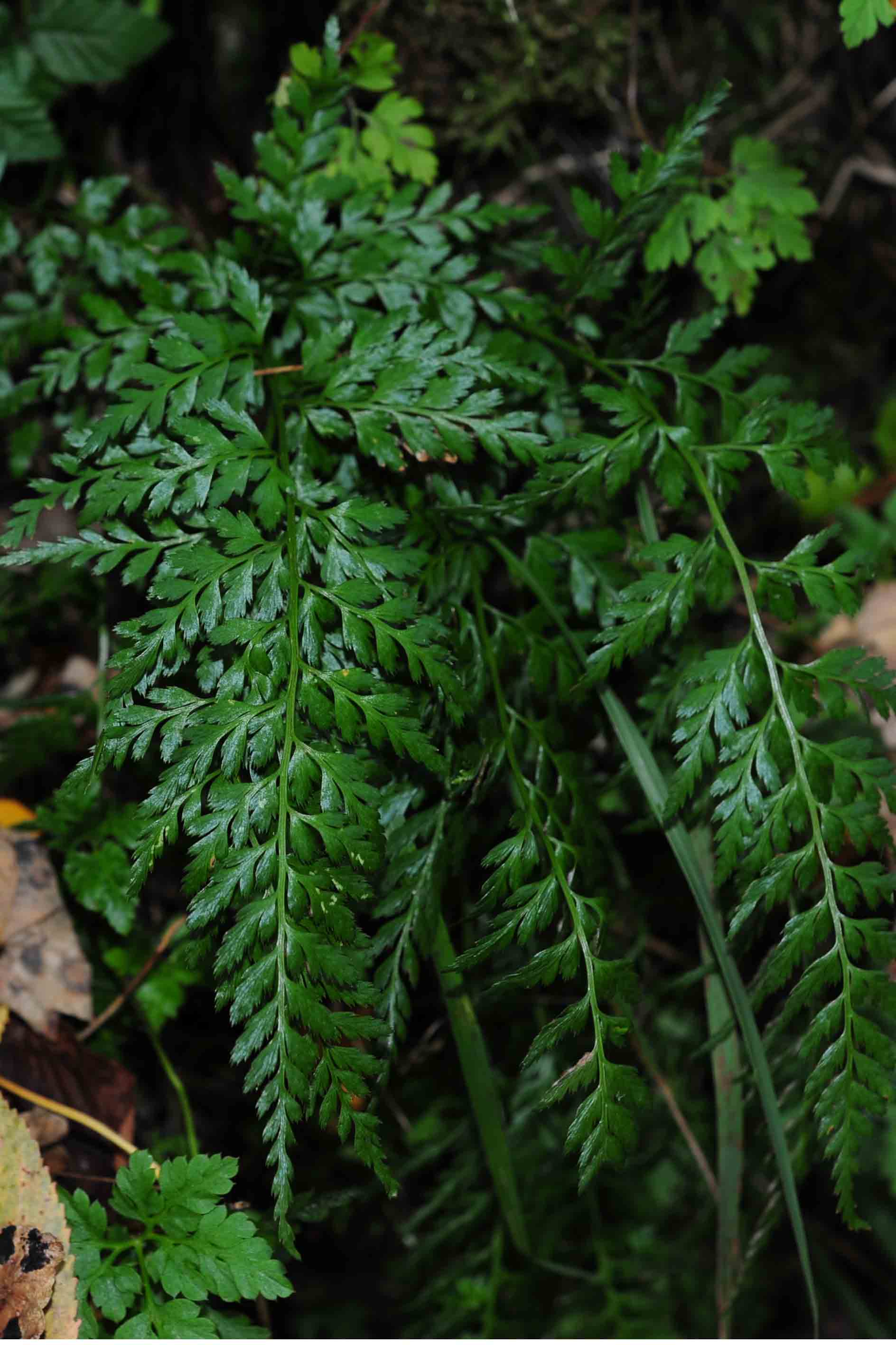 Asplenium onopteris / Asplenio maggiore