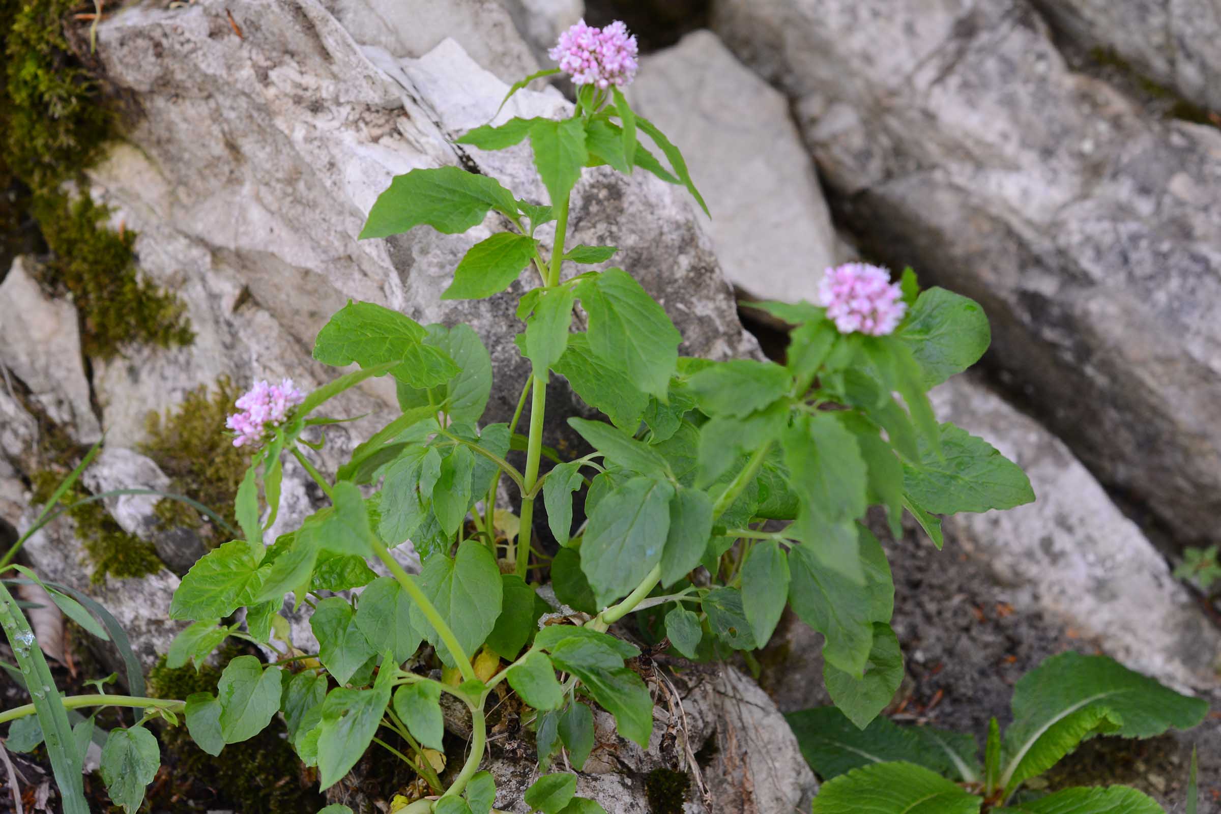 Valeriana tripteris / Valeriana trifogliata