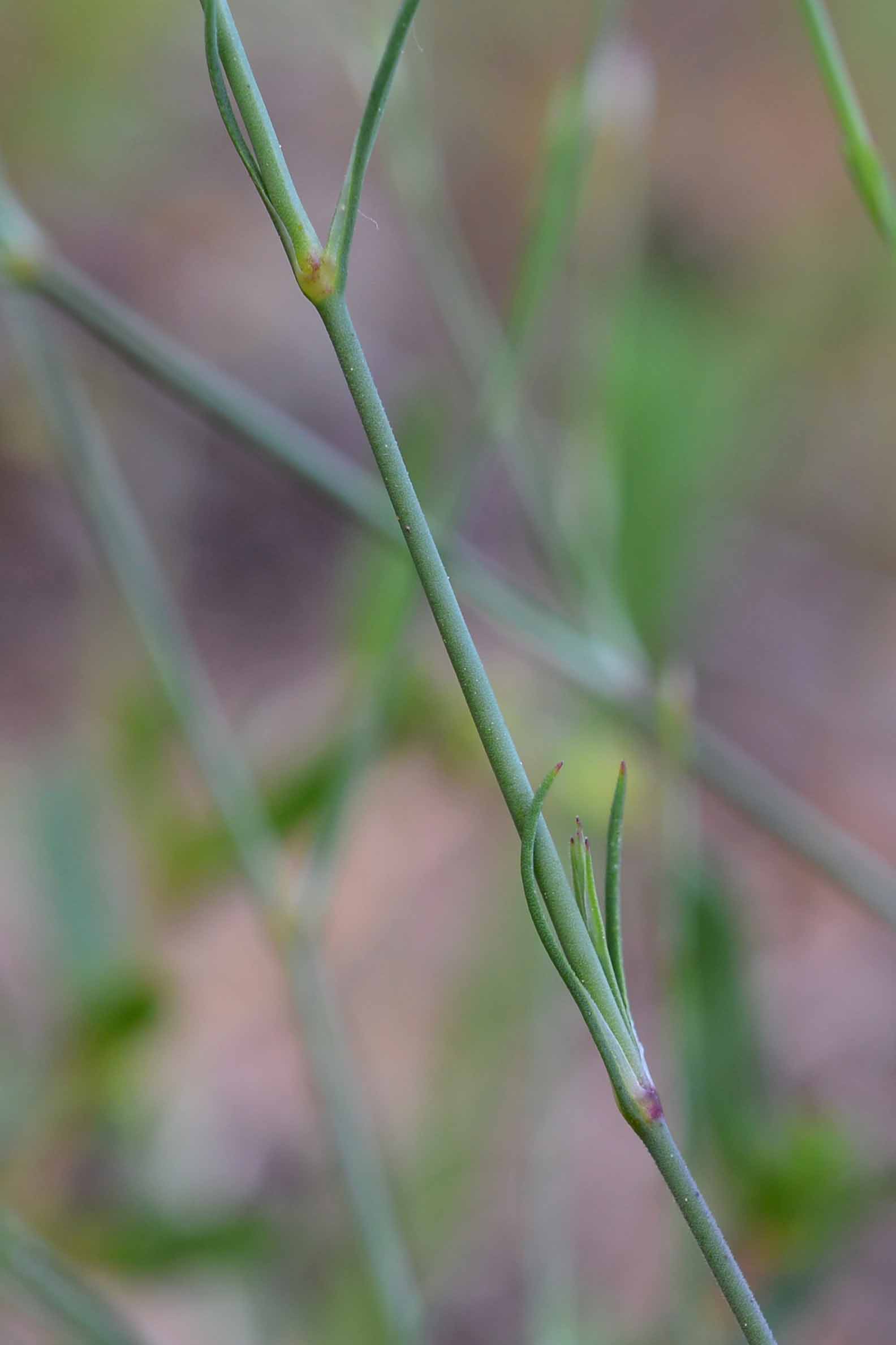 Petrorhagia saxifraga / Garofanina spaccasassi