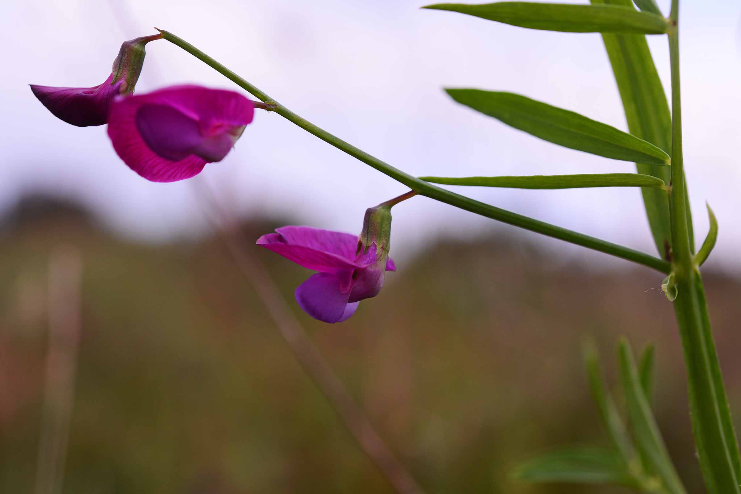 Lathyrus clymenum