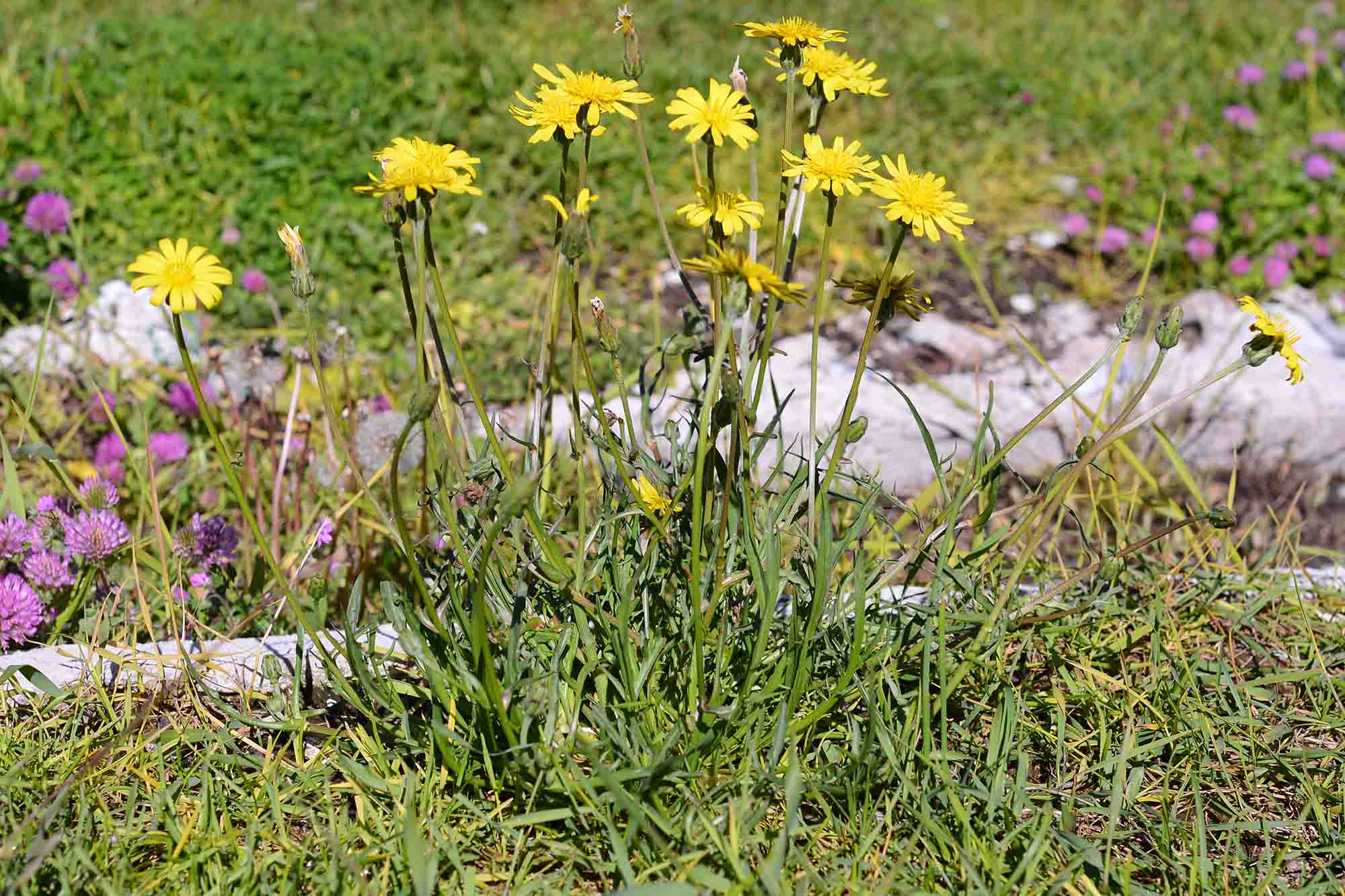Scorzonera cana (=Podospermum canum) / Scorzanera delle argille