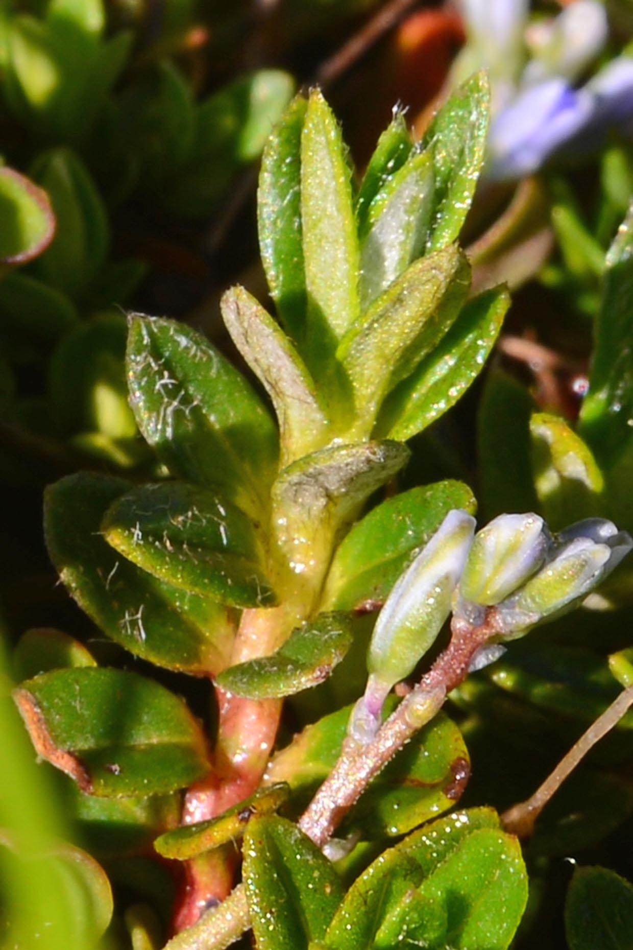 Polygala cfr. alpestris
