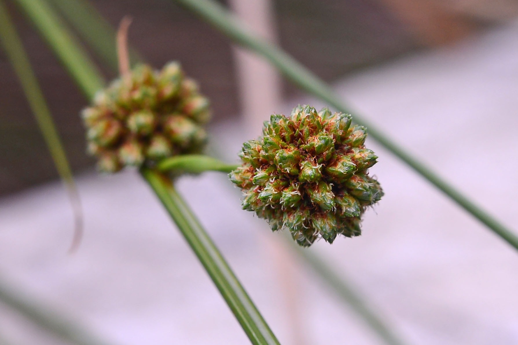 Scirpoides holoschoenus subsp. australis