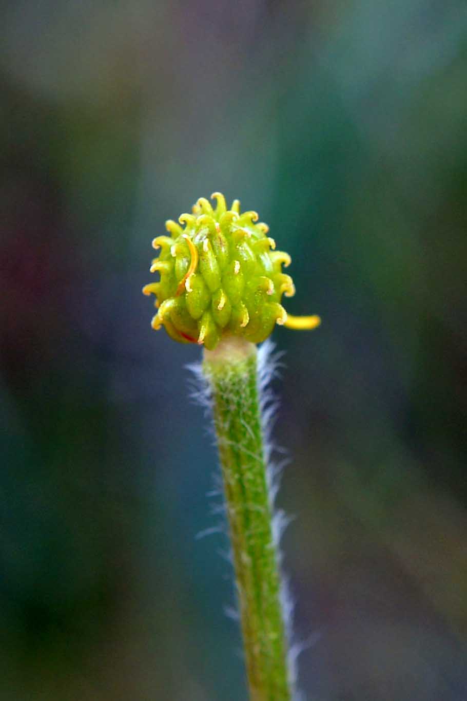 ranuncolo piana di castelluccio
