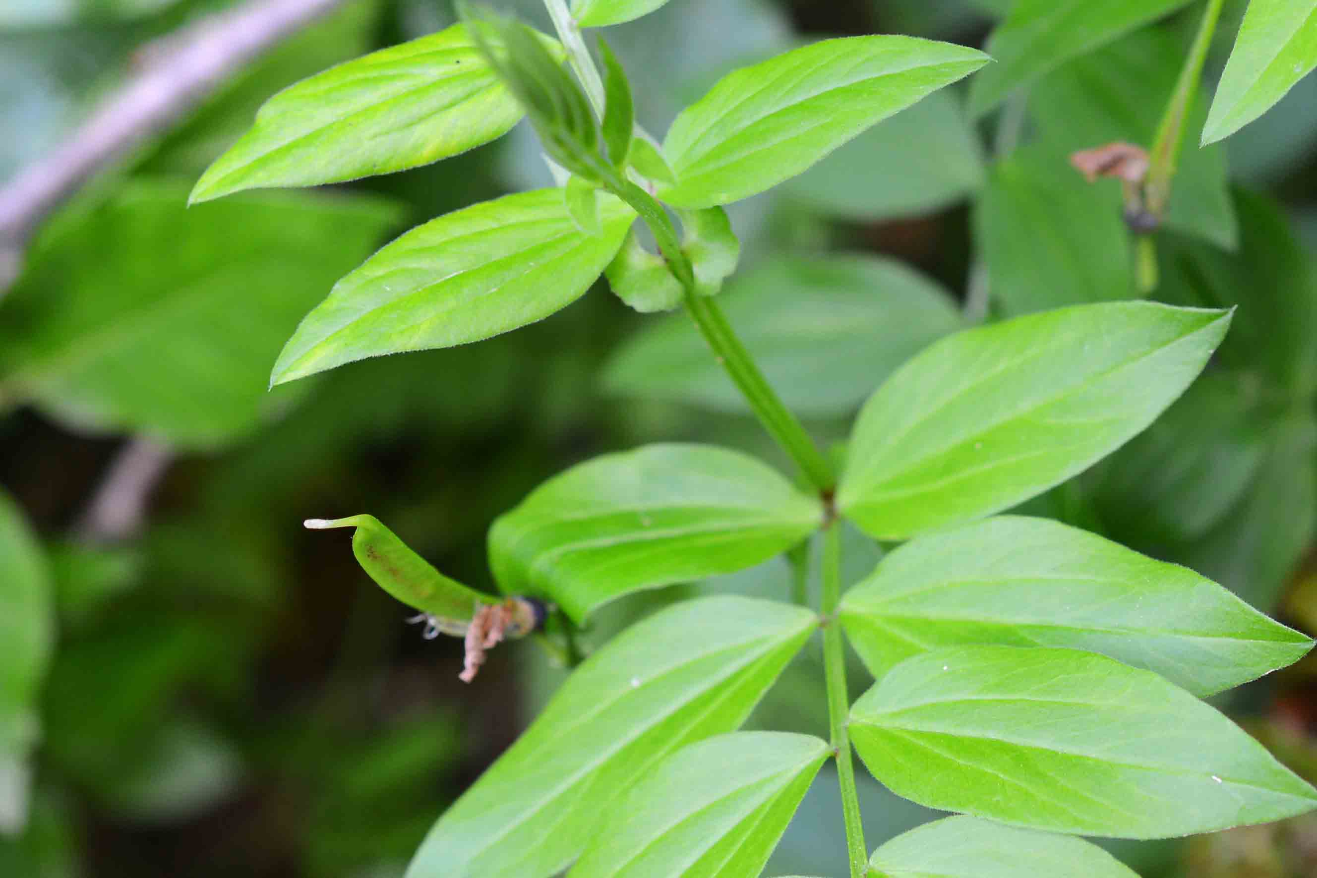fabacea da det