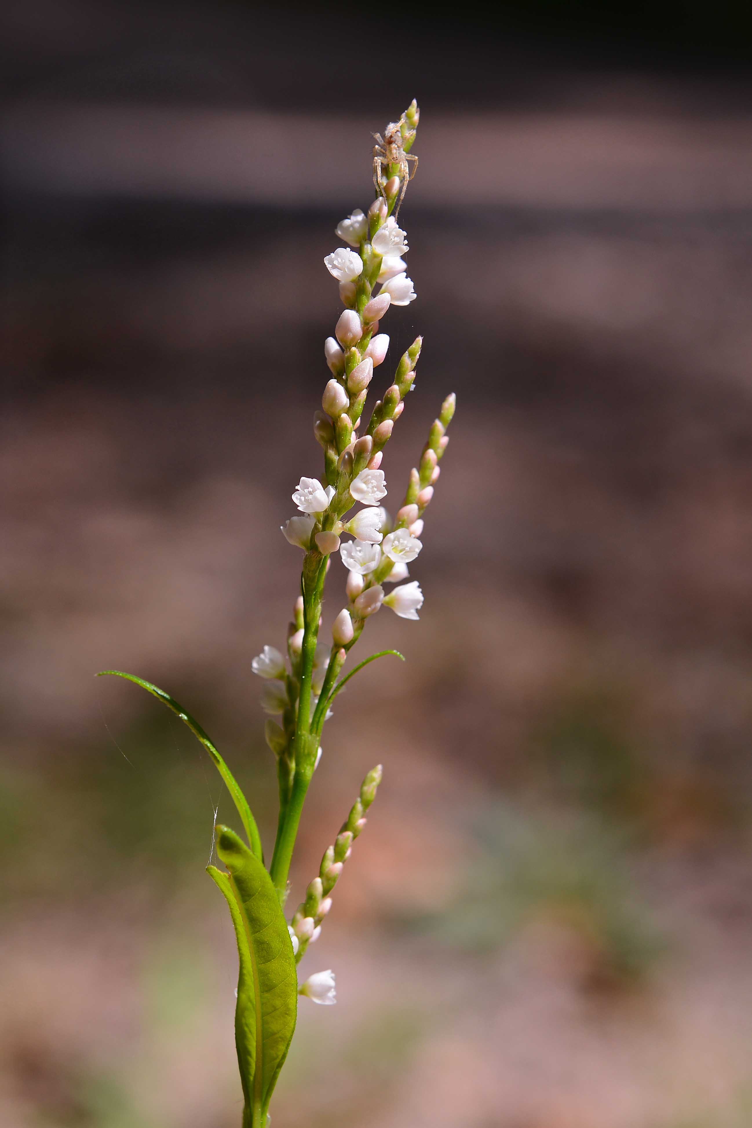 Persicaria maculosa / Poligono persicaria