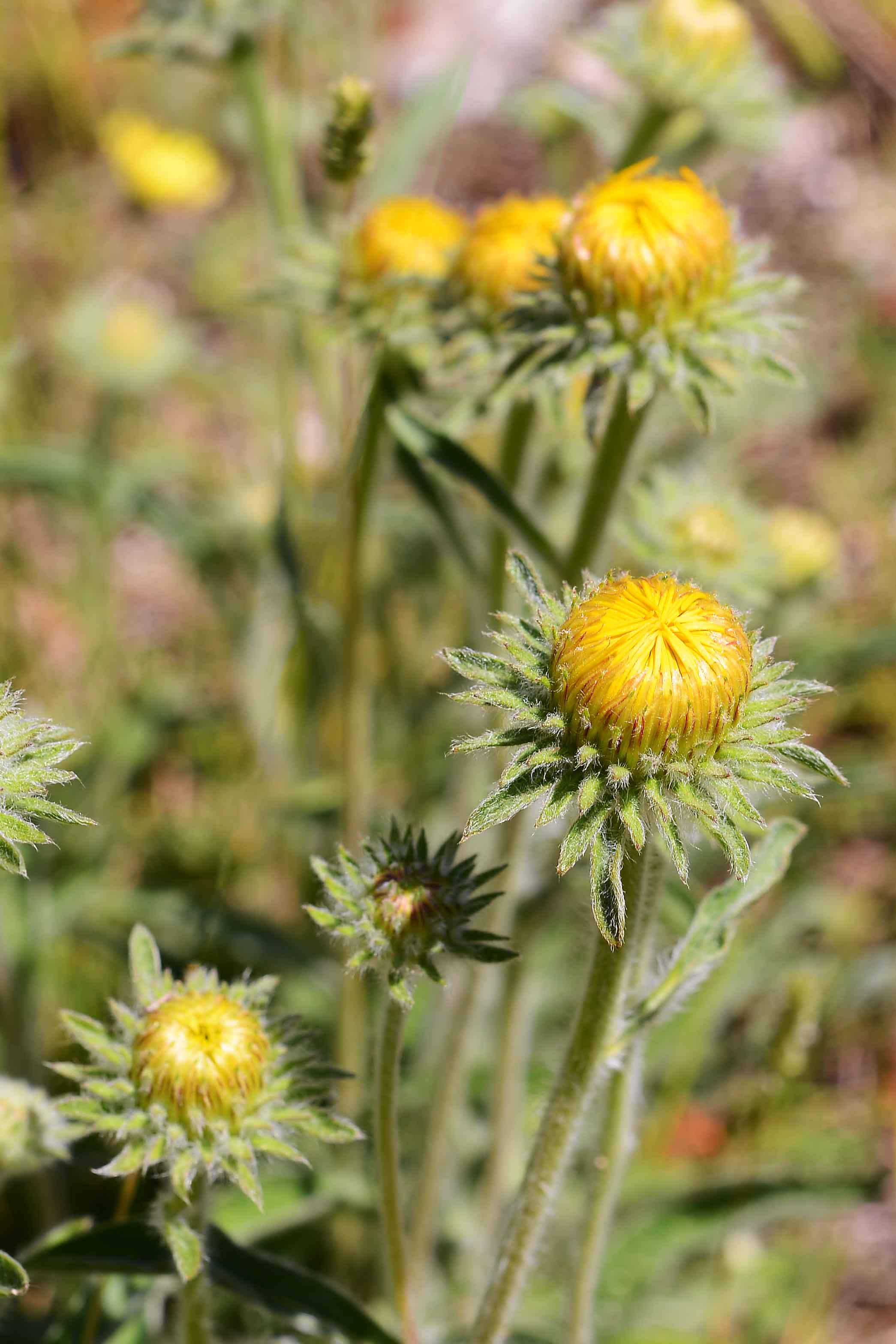 Pentanema montanum (=Inula montana) / Enula montana