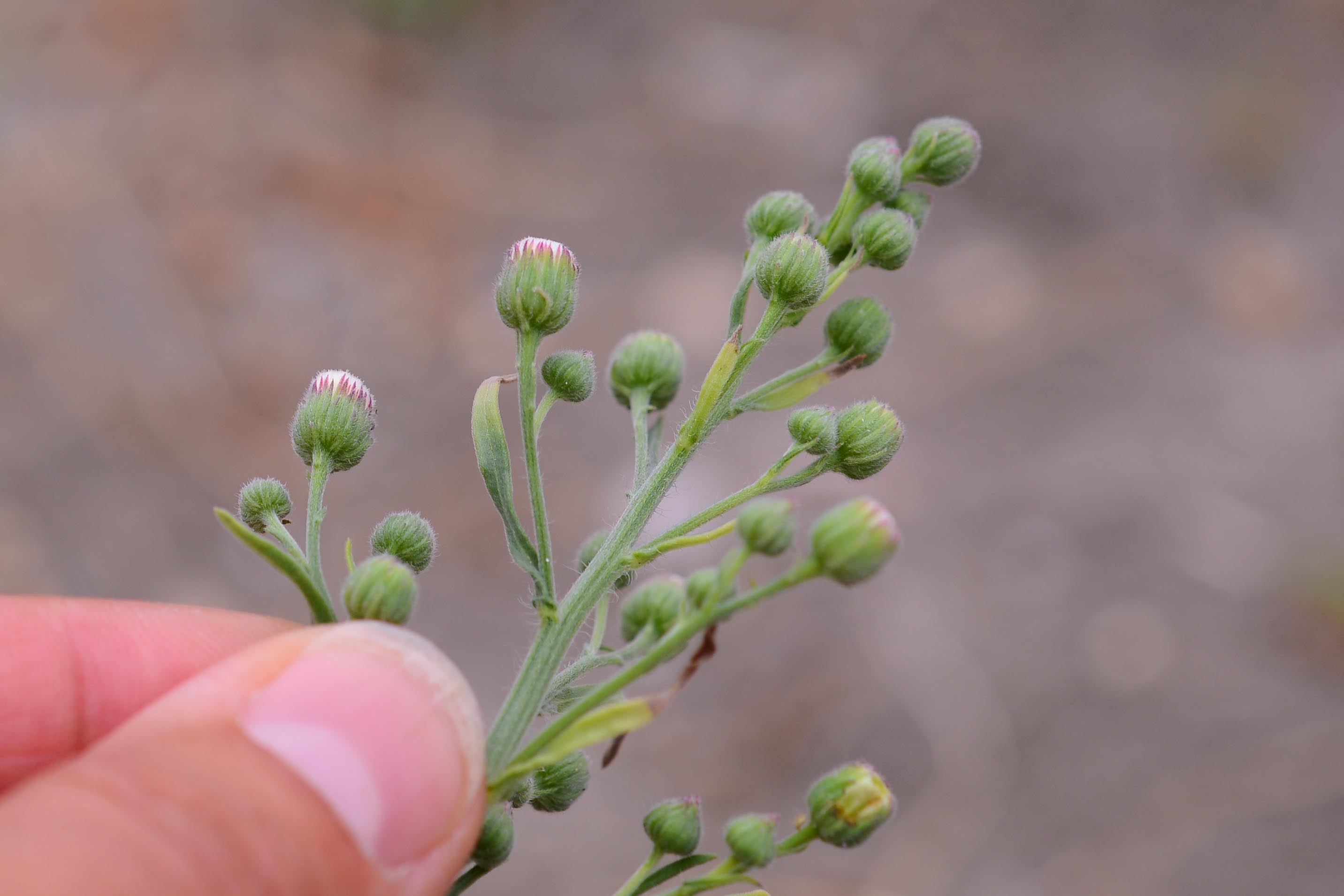 Erigeron bonariensis/ Cspica di Buenos Aires