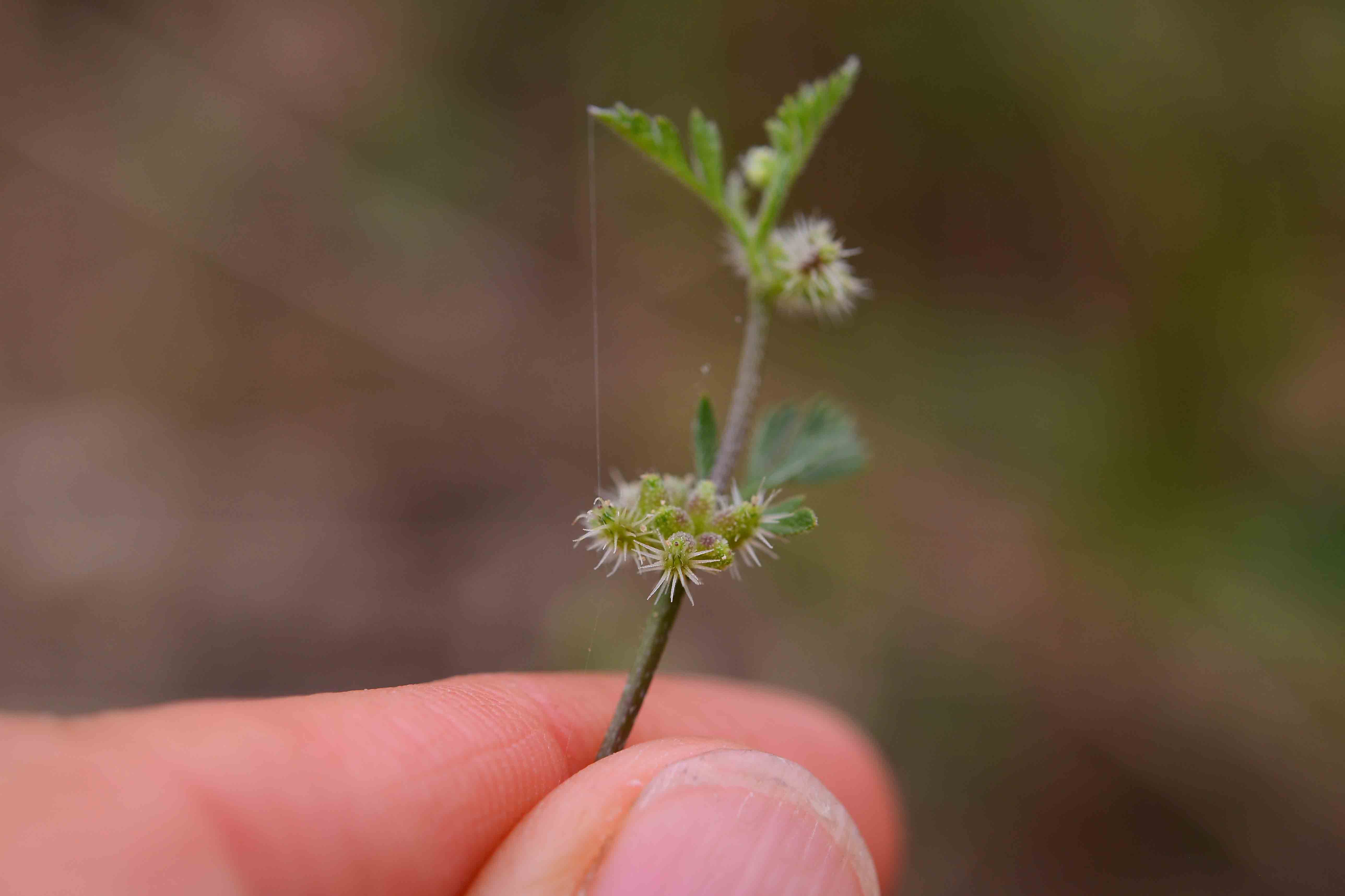 Torilis nodosa / Lappolina nodosa
