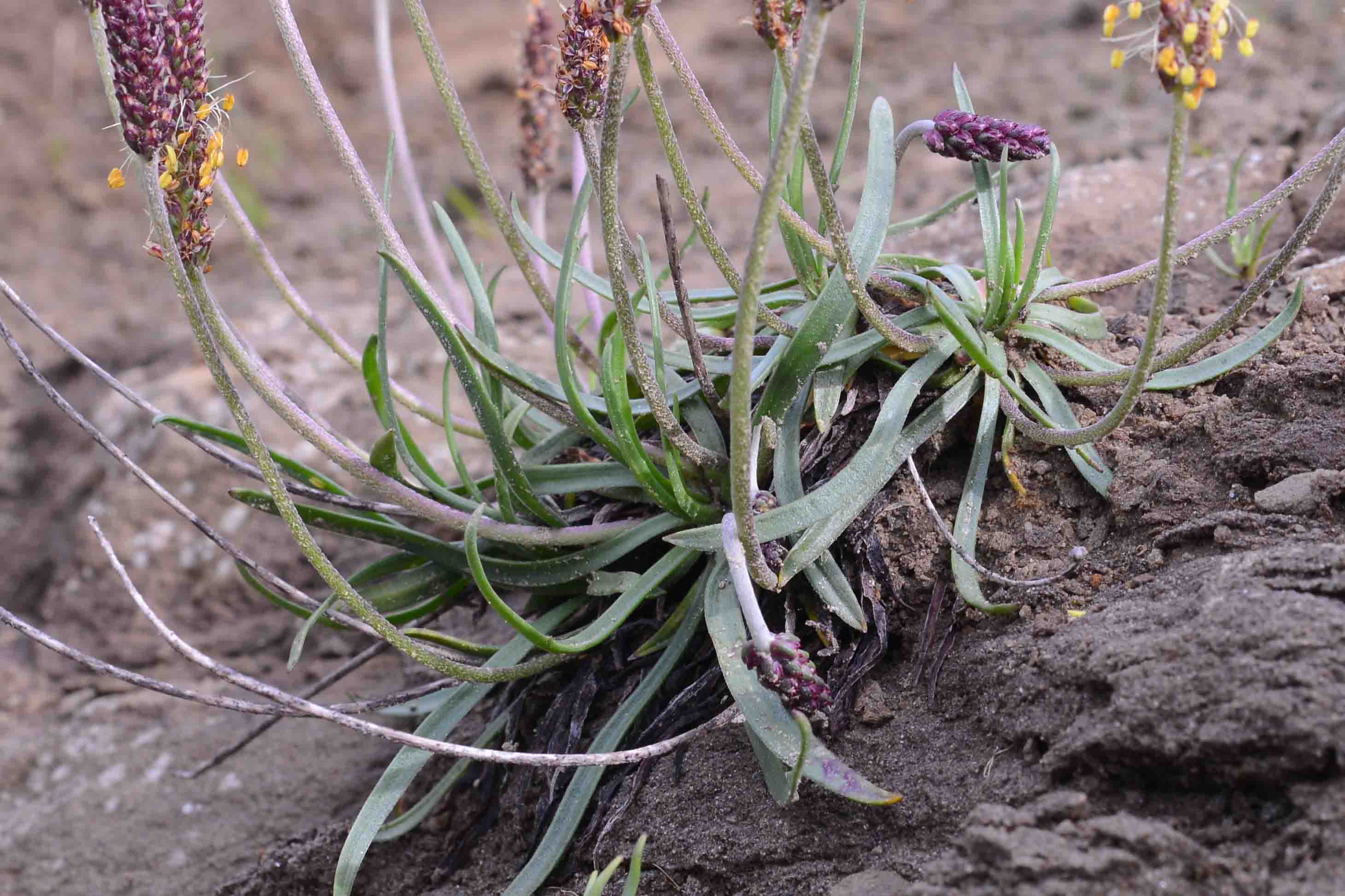 Plantago maritima subsp. serpentina