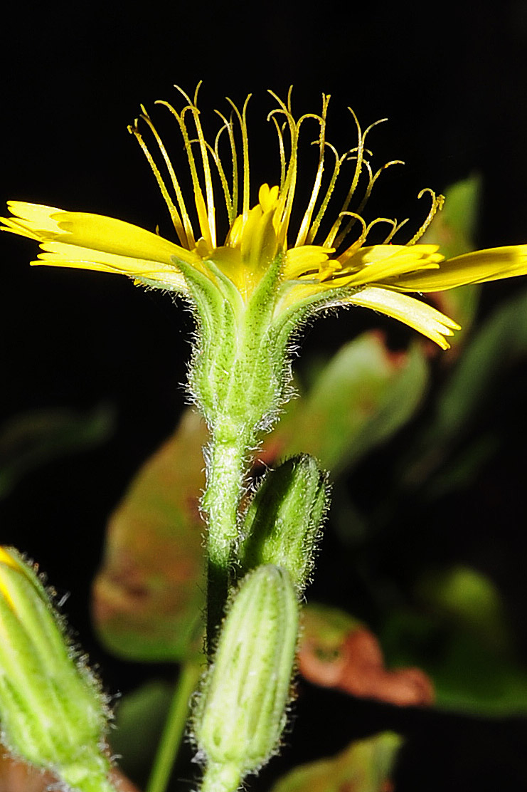 Hieracium da det.