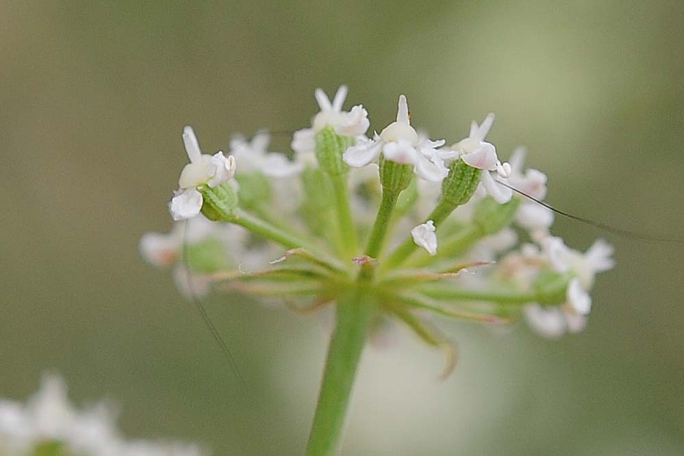 Apiacea - Seseli...?
