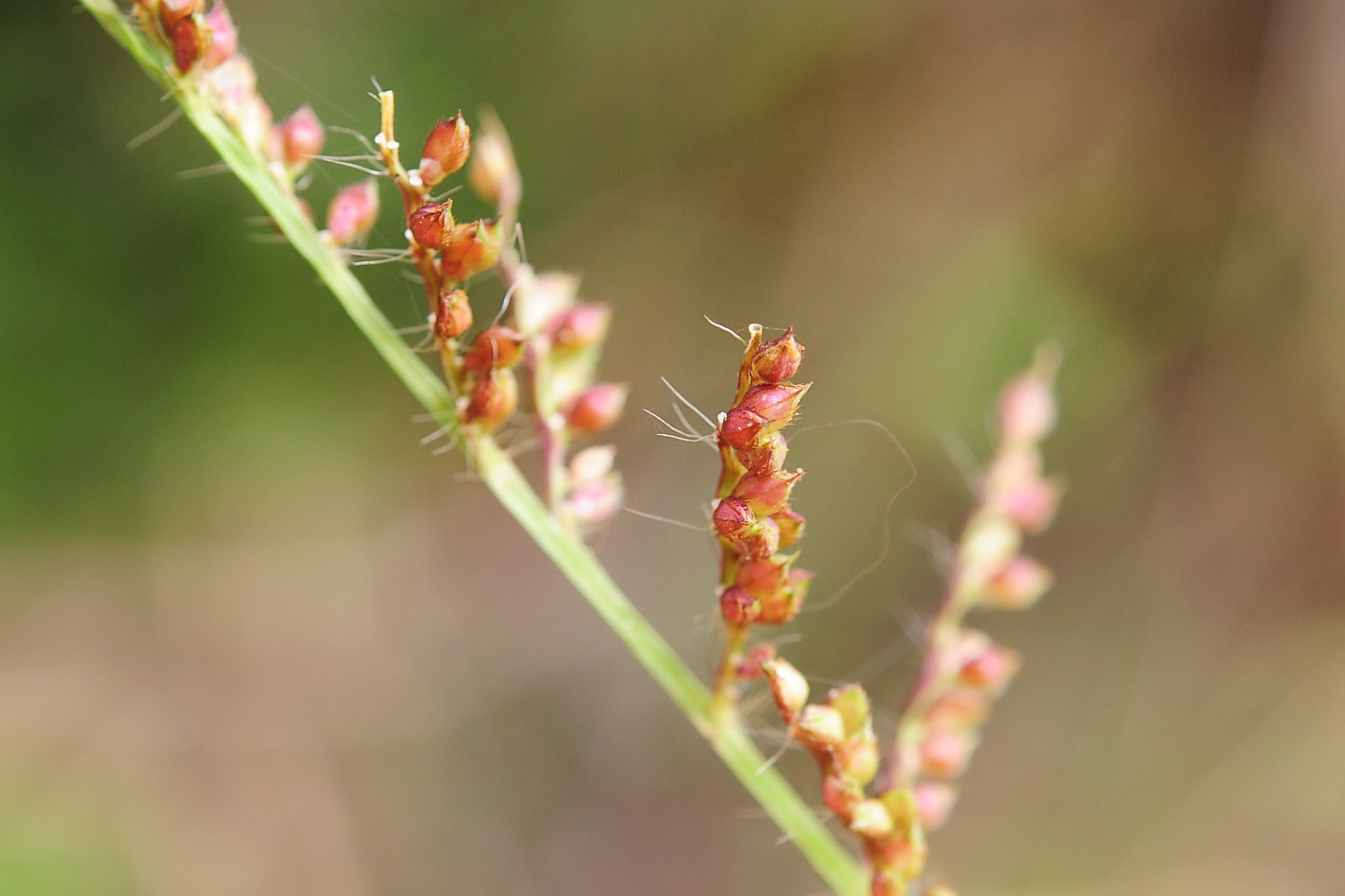 Echinochloa cfr. crus-galli