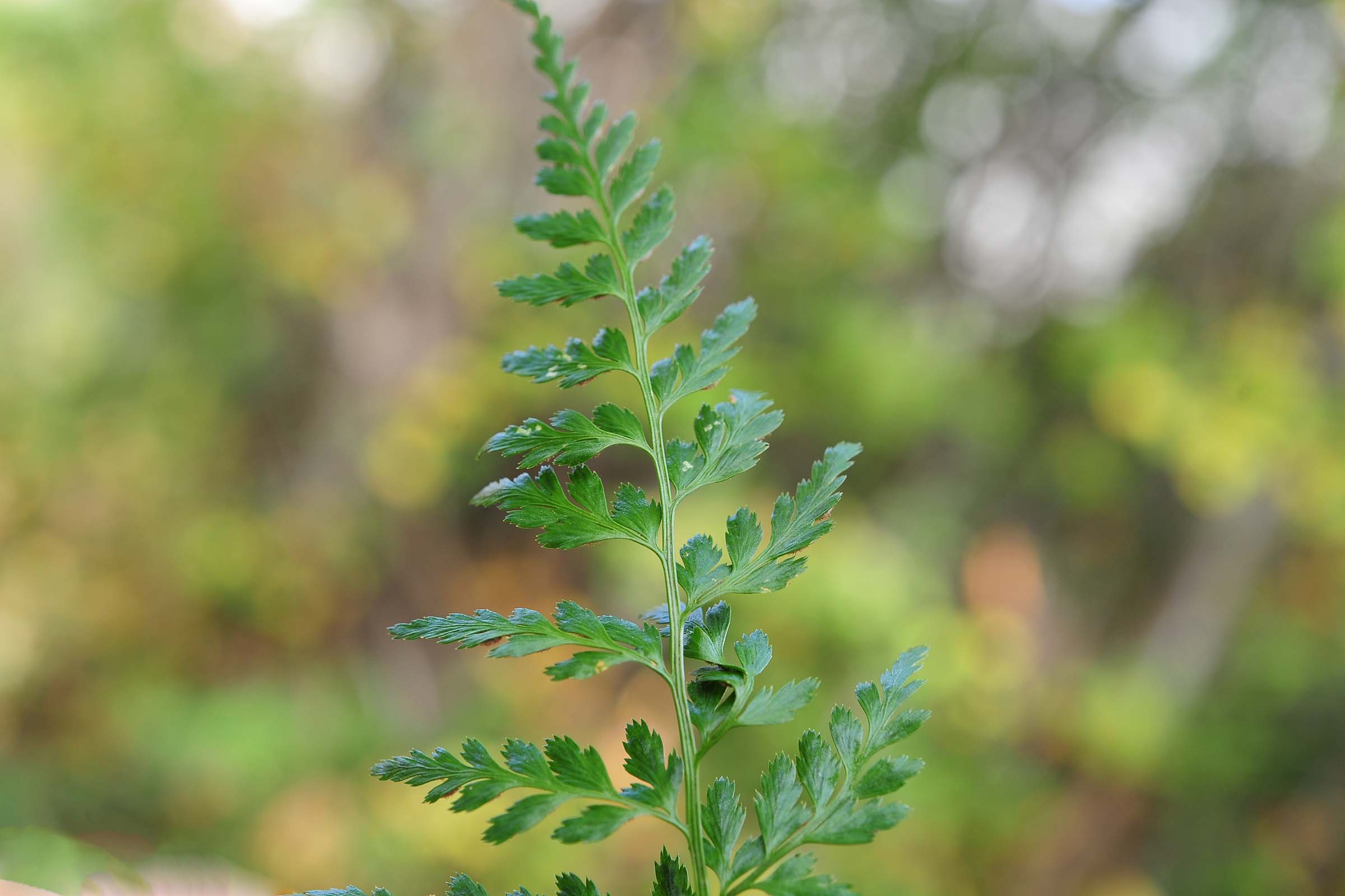 Asplenium onopteris / Asplenio maggiore