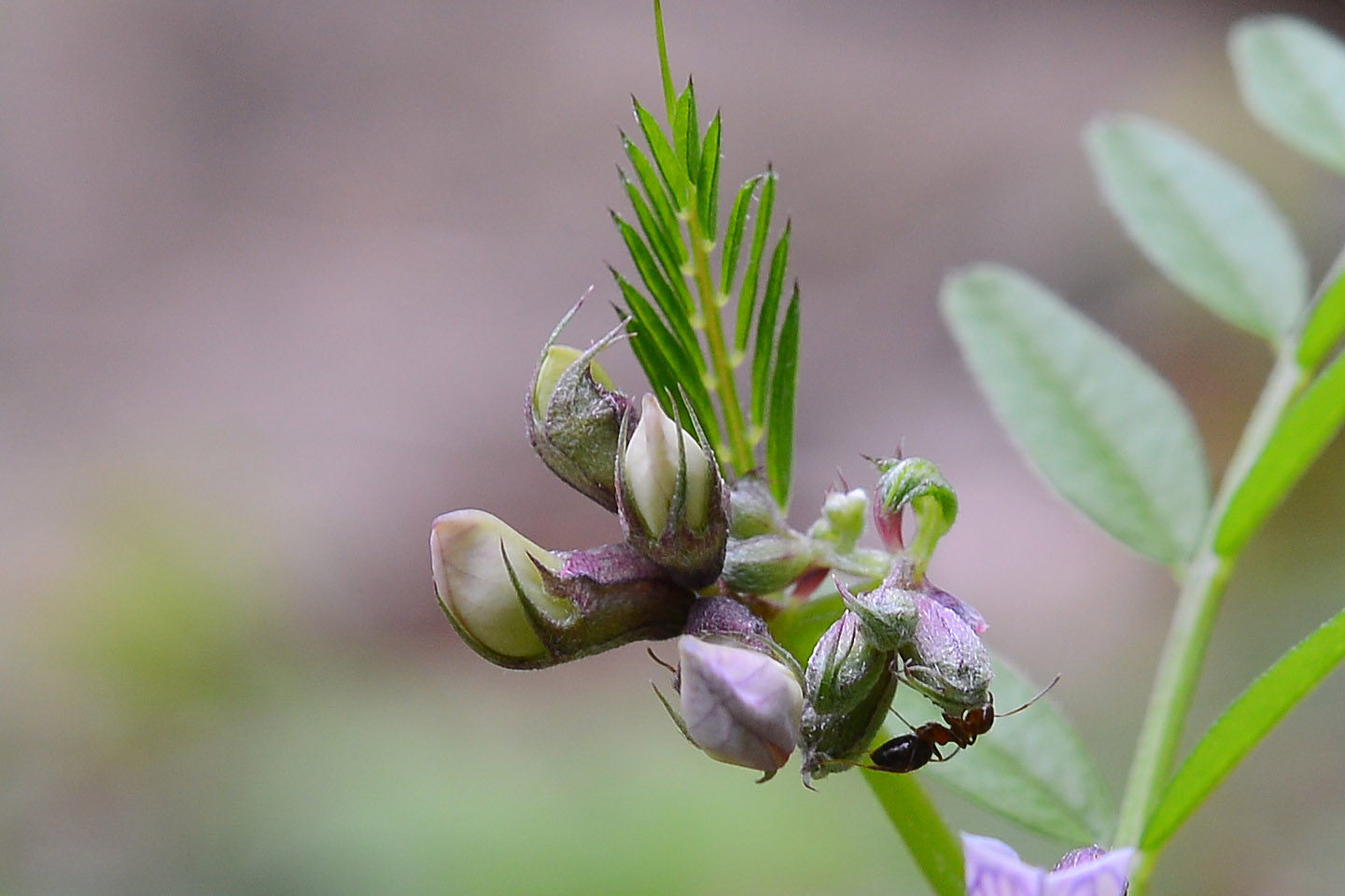 Vicia sepium / Veccia silvana