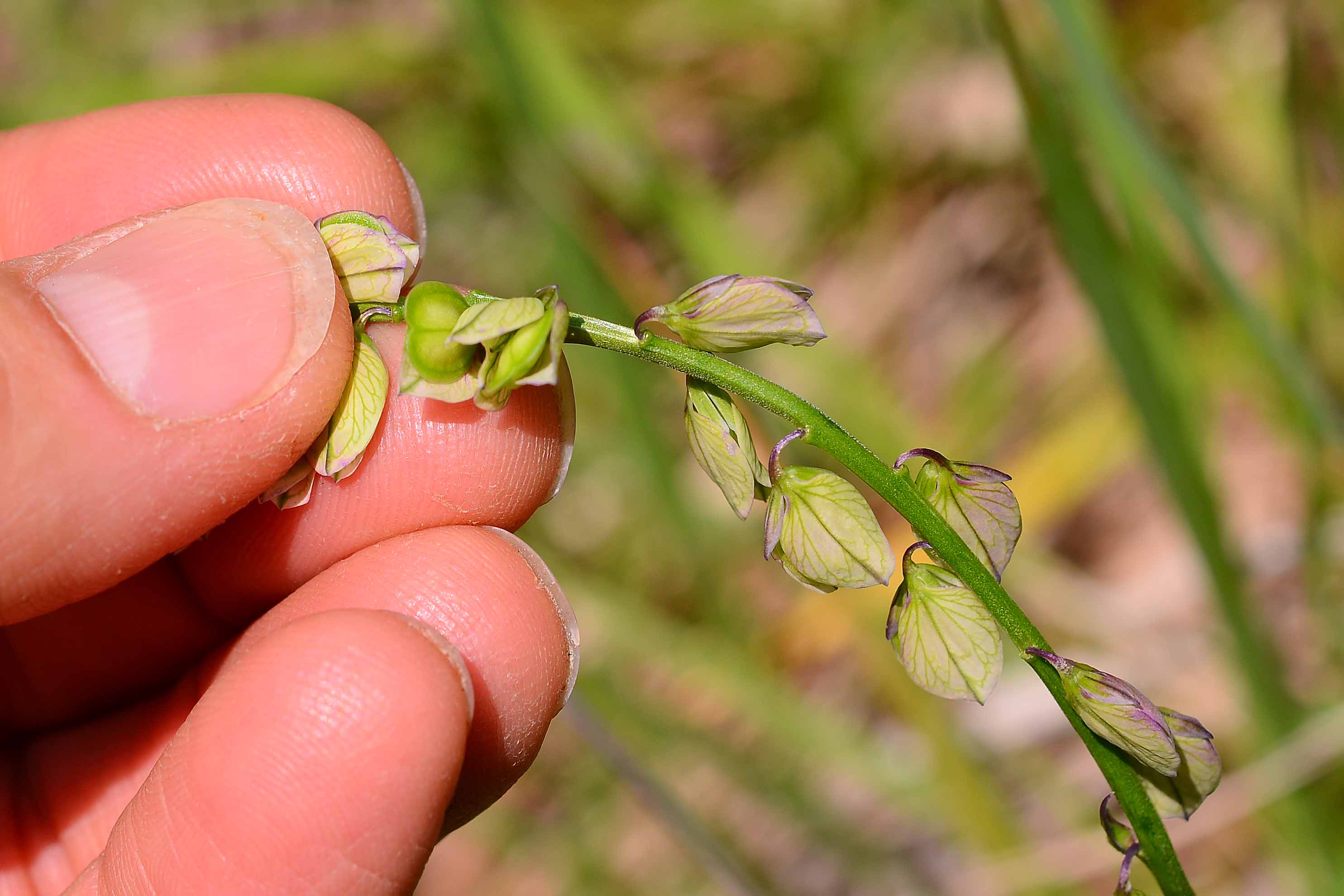 Polygala cfr. major  (Polygalaceae)