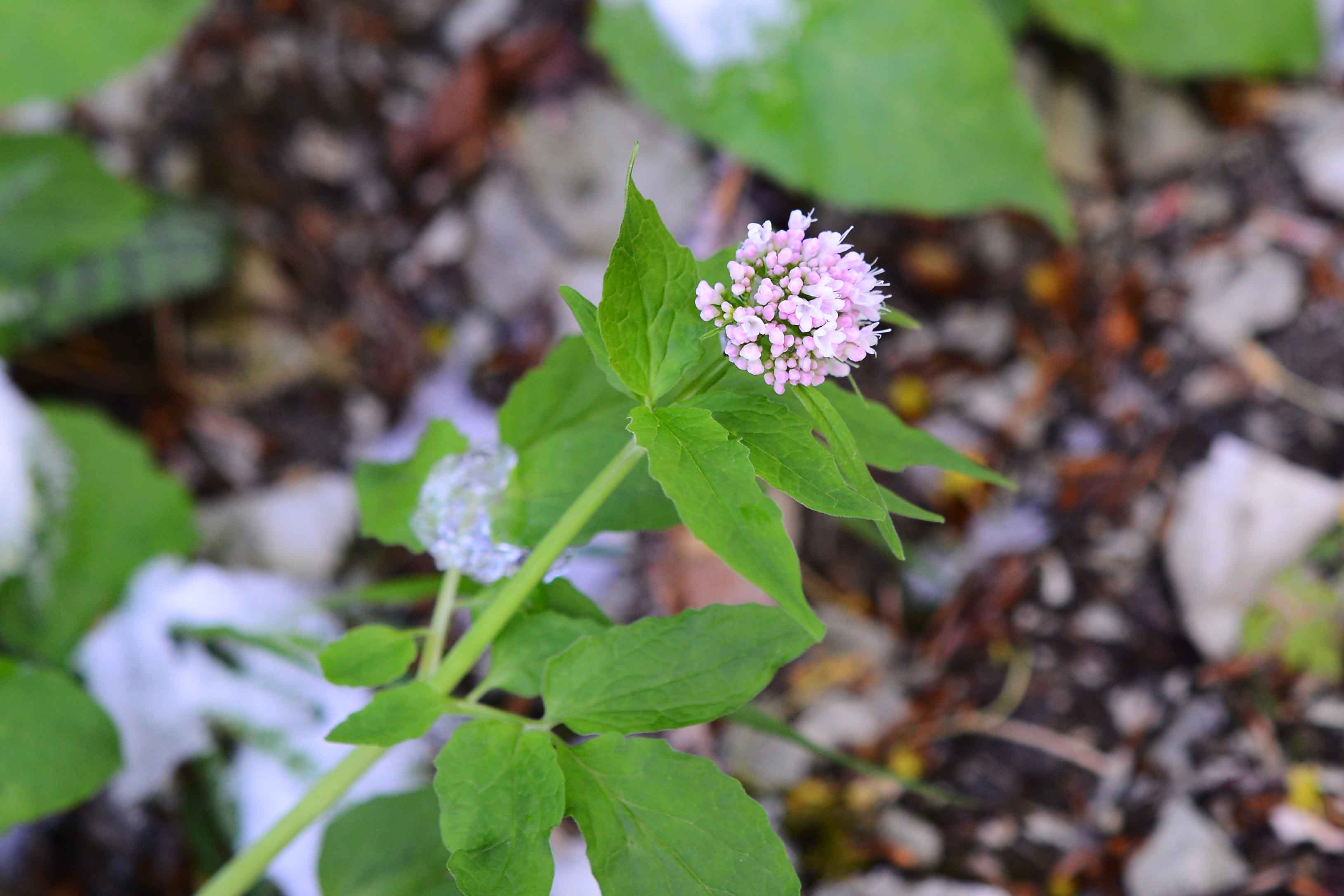Valeriana tripteris / Valeriana trifogliata