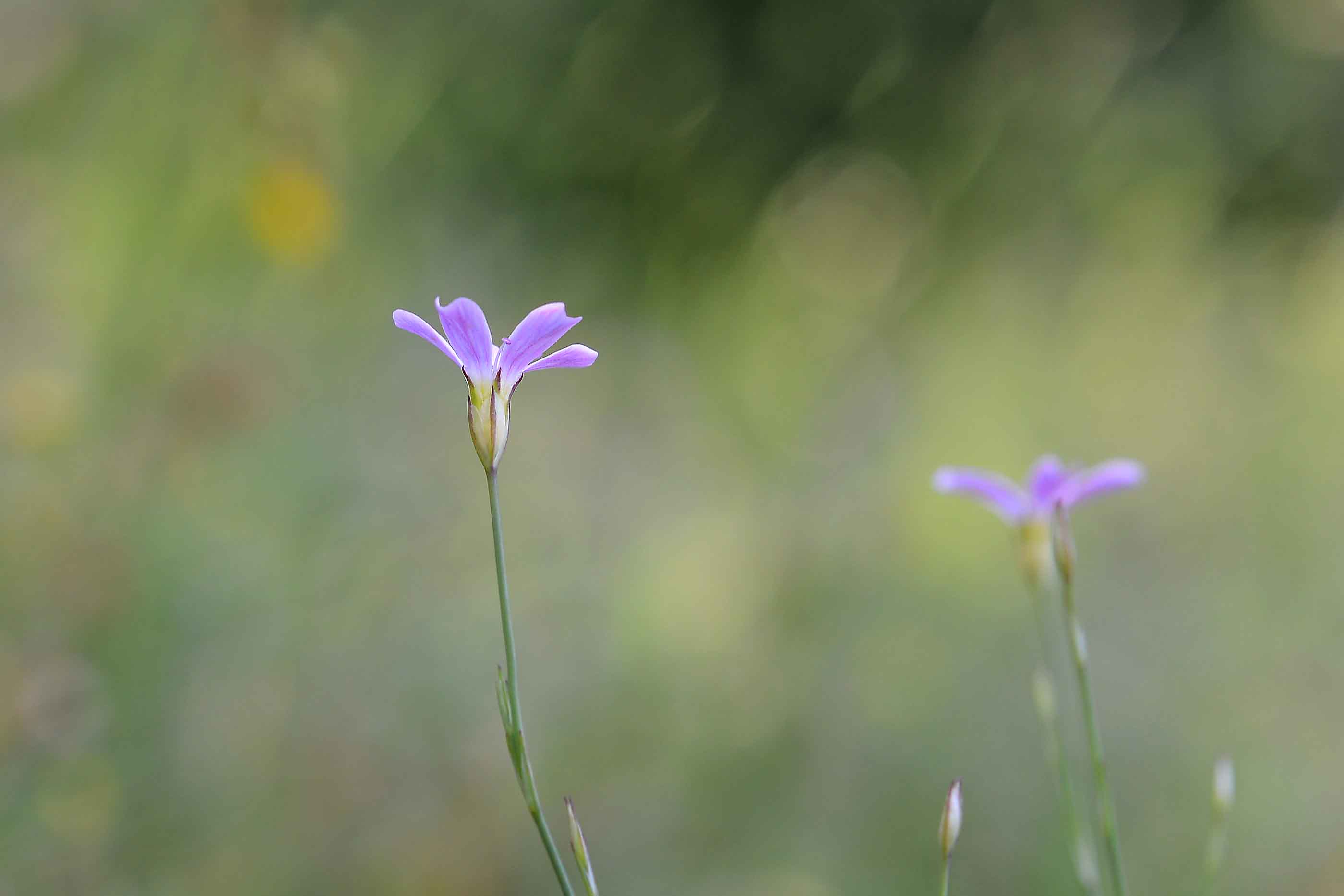 Petrorhagia saxifraga / Garofanina spaccasassi