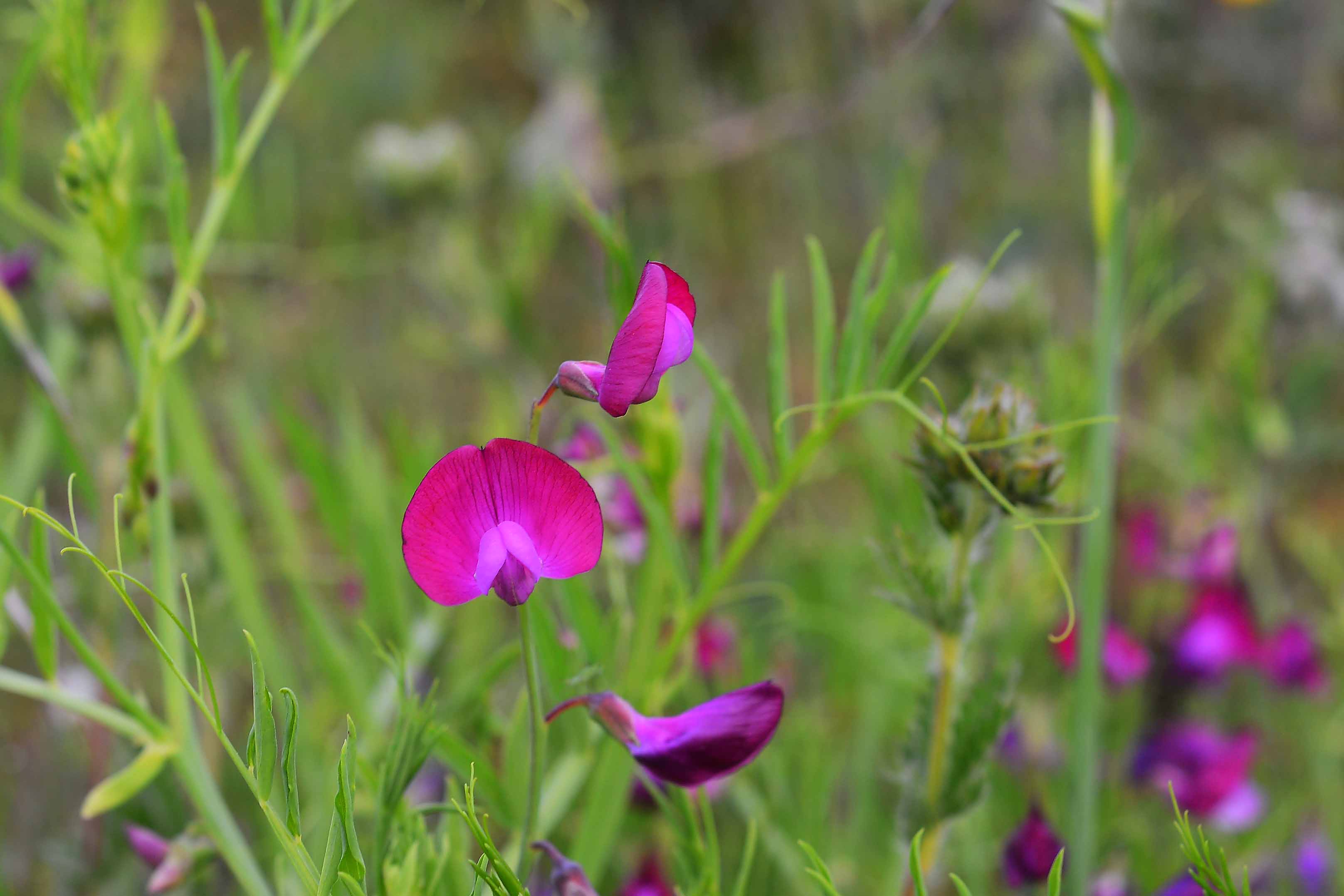 Lathyrus clymenum