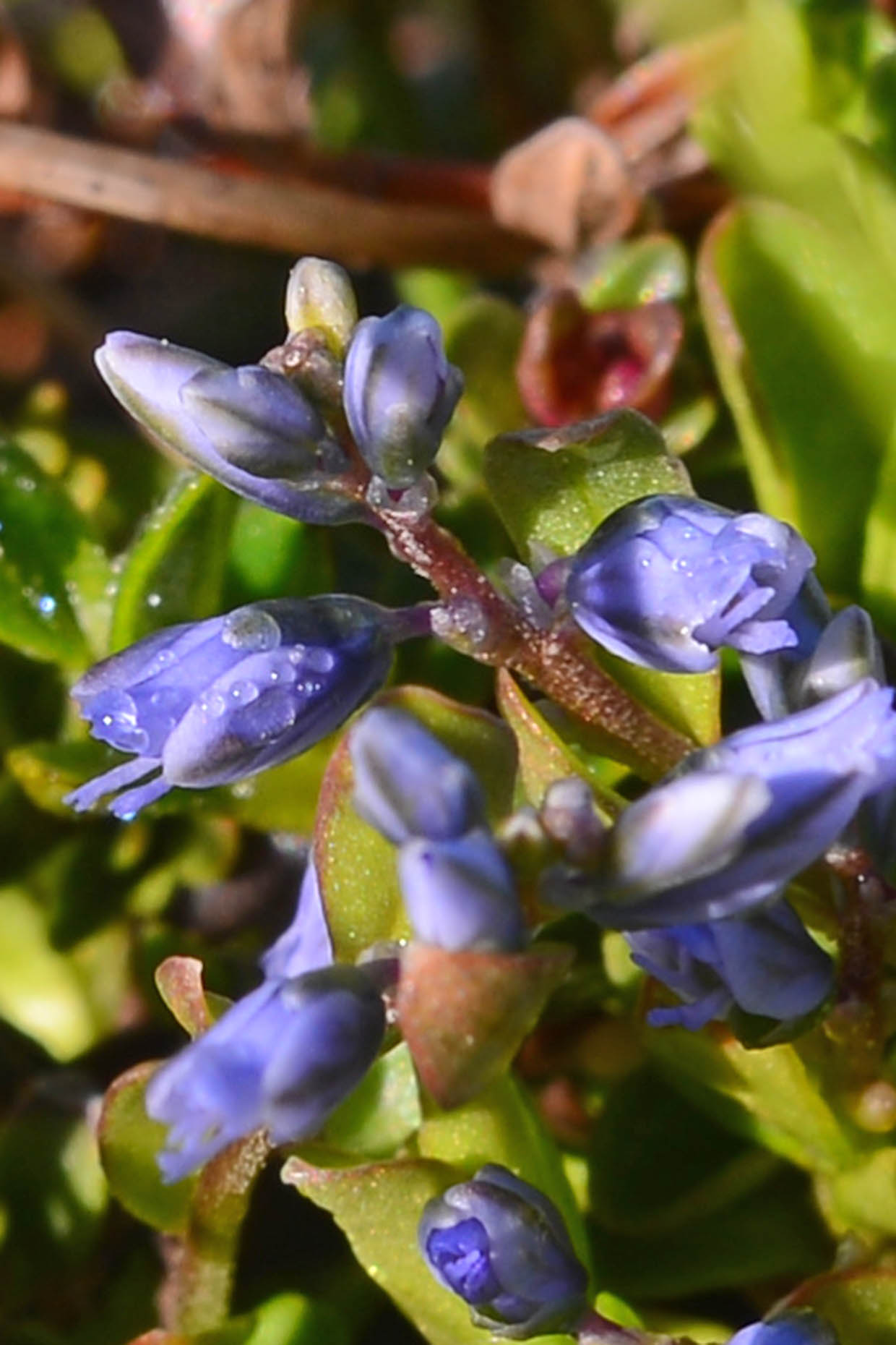 Polygala cfr. alpestris