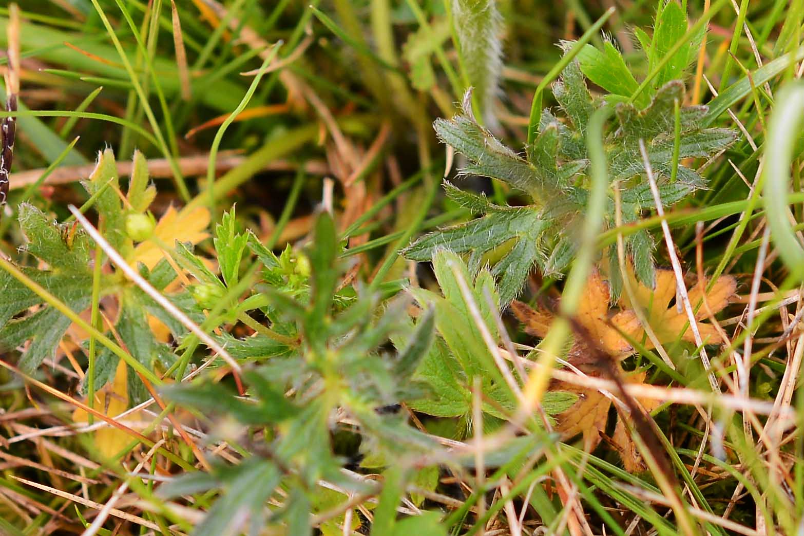 ranuncolo piana di castelluccio