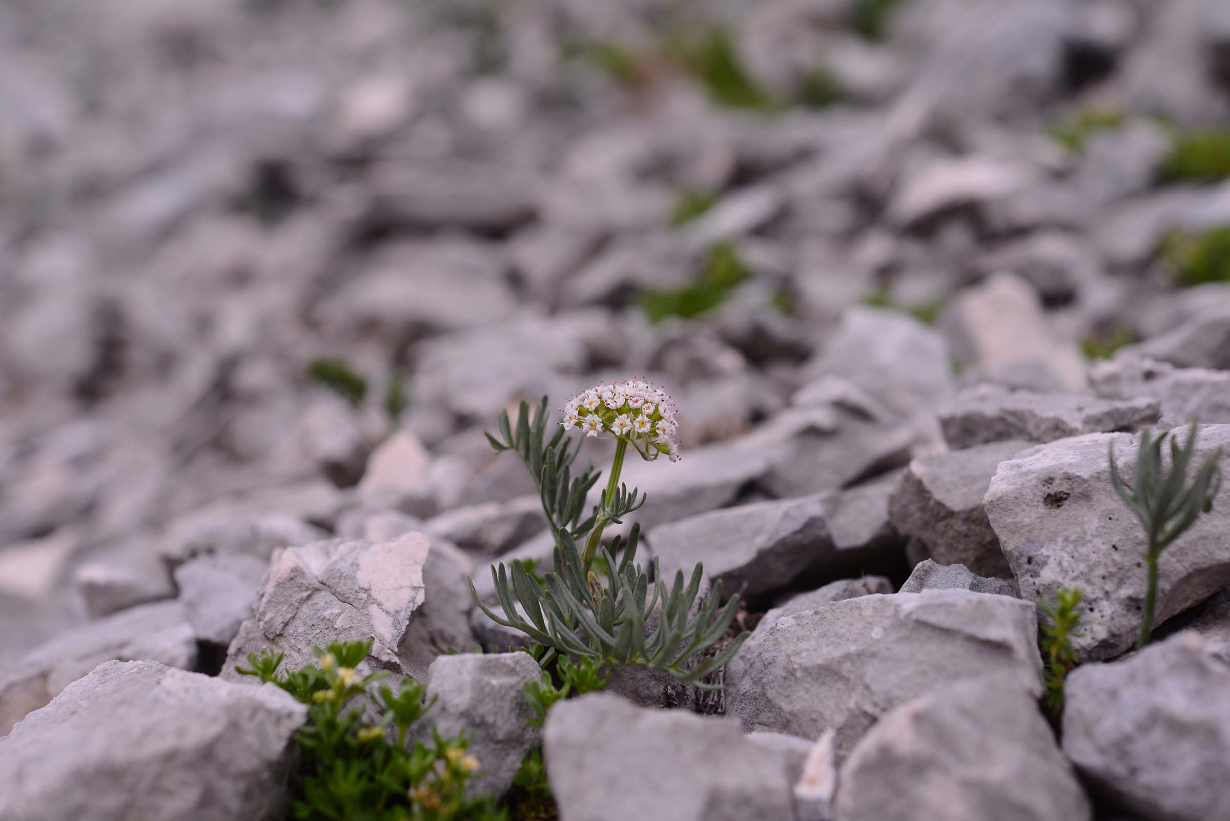 Bunium petraeum / Bulbocastano abruzzese