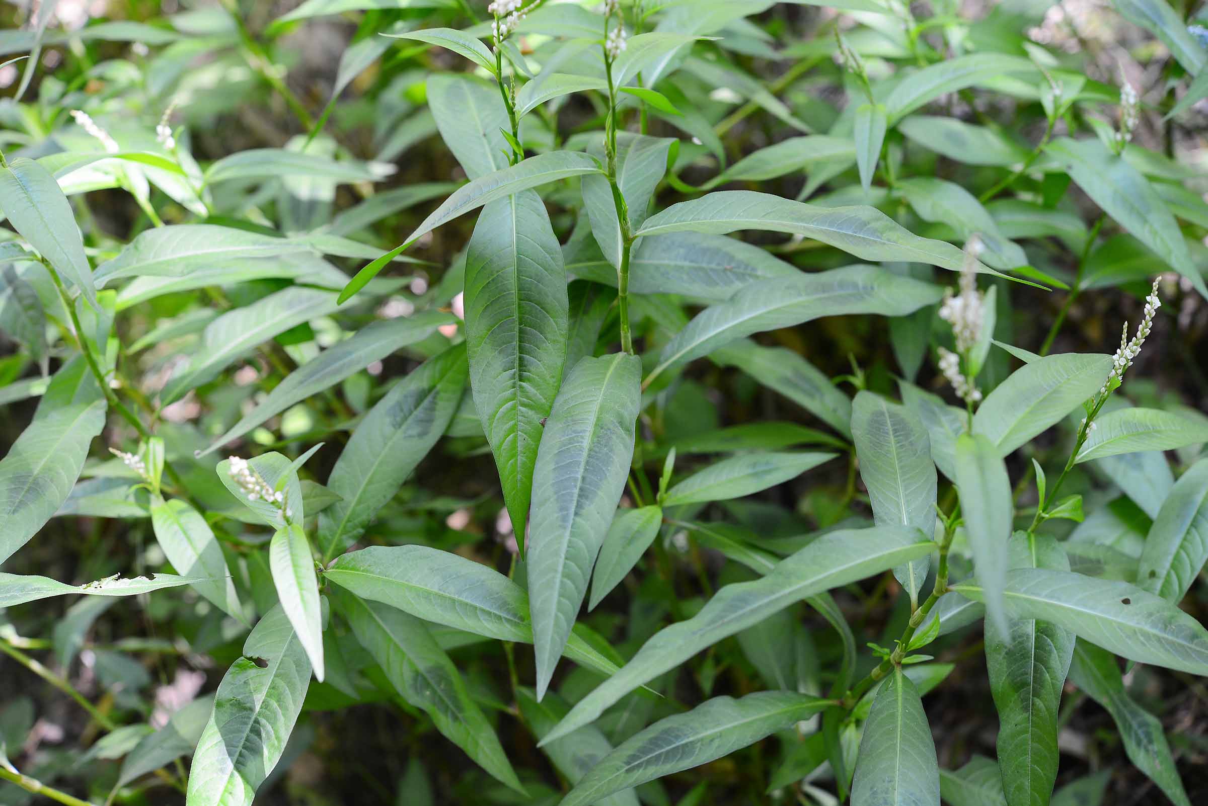 Persicaria maculosa / Poligono persicaria