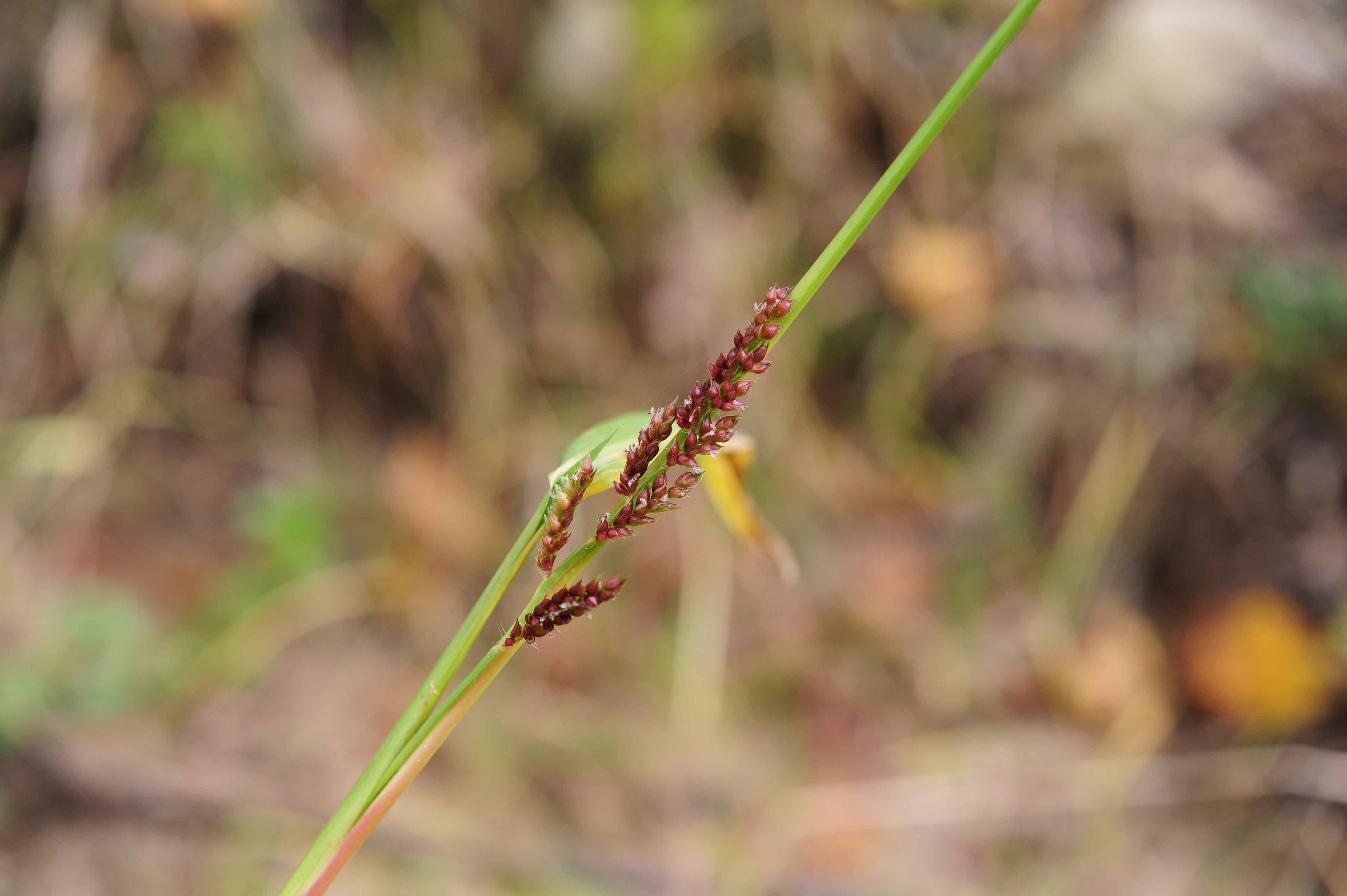 Echinochloa cfr. crus-galli