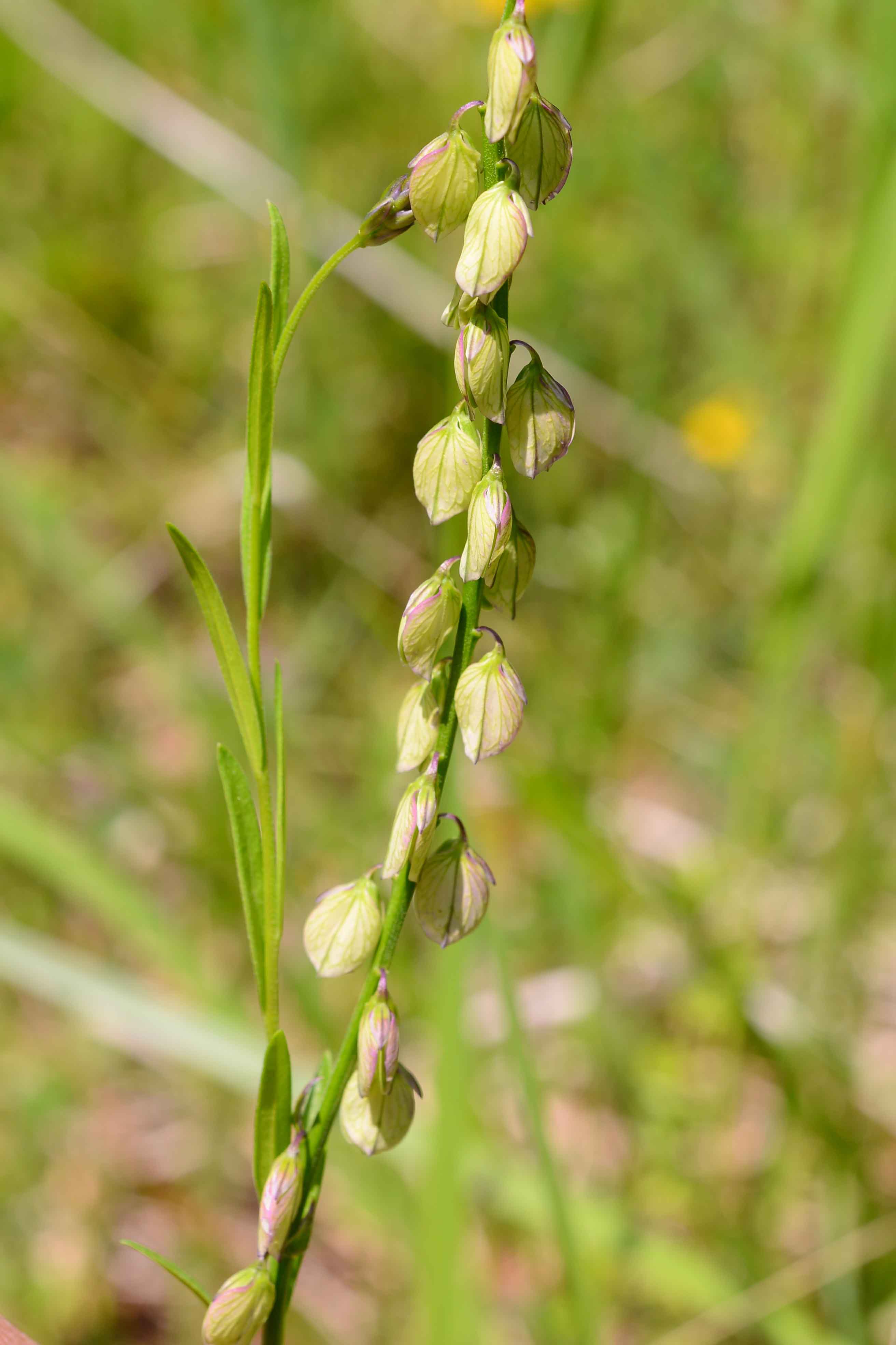 Polygala cfr. major  (Polygalaceae)