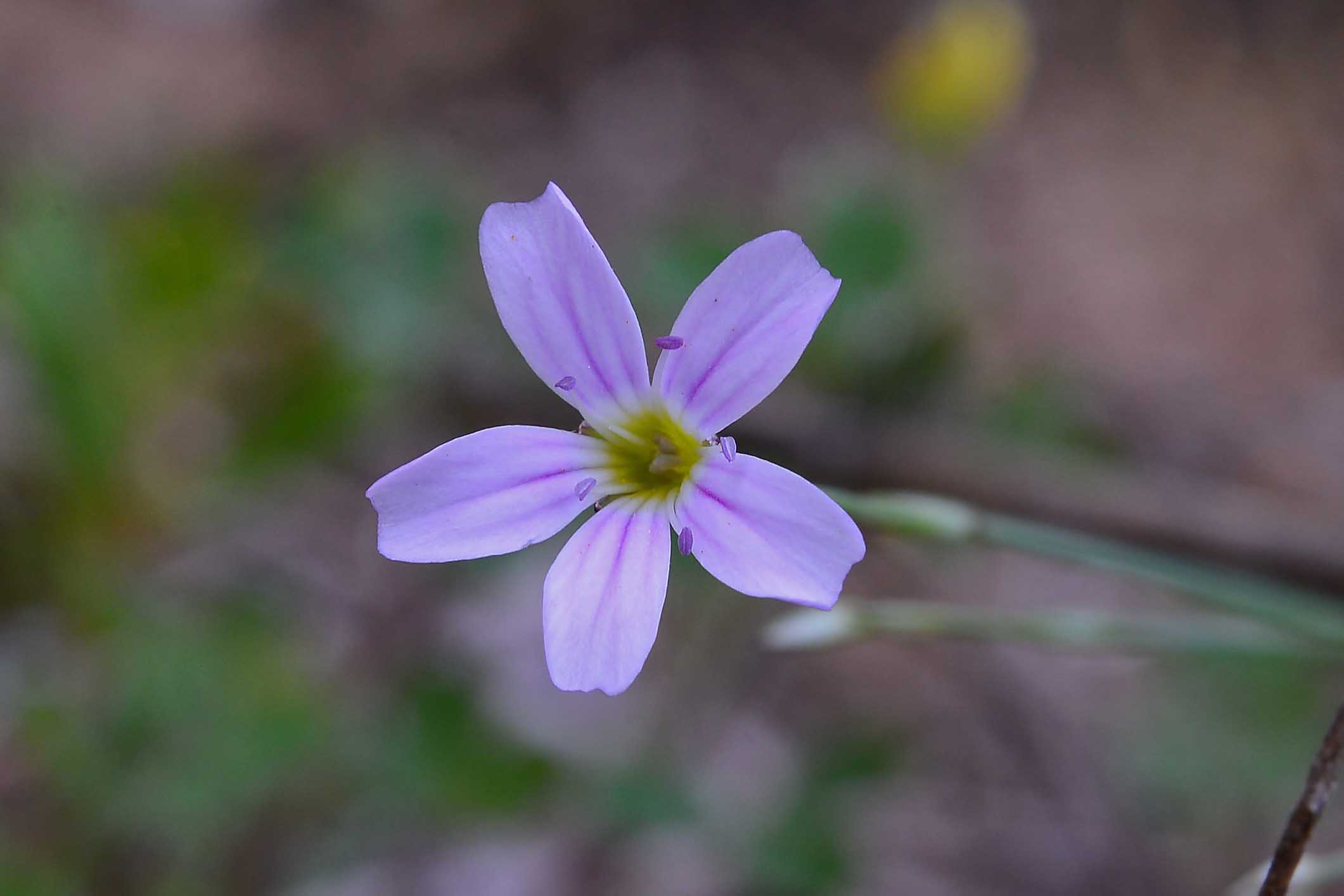 Petrorhagia saxifraga / Garofanina spaccasassi